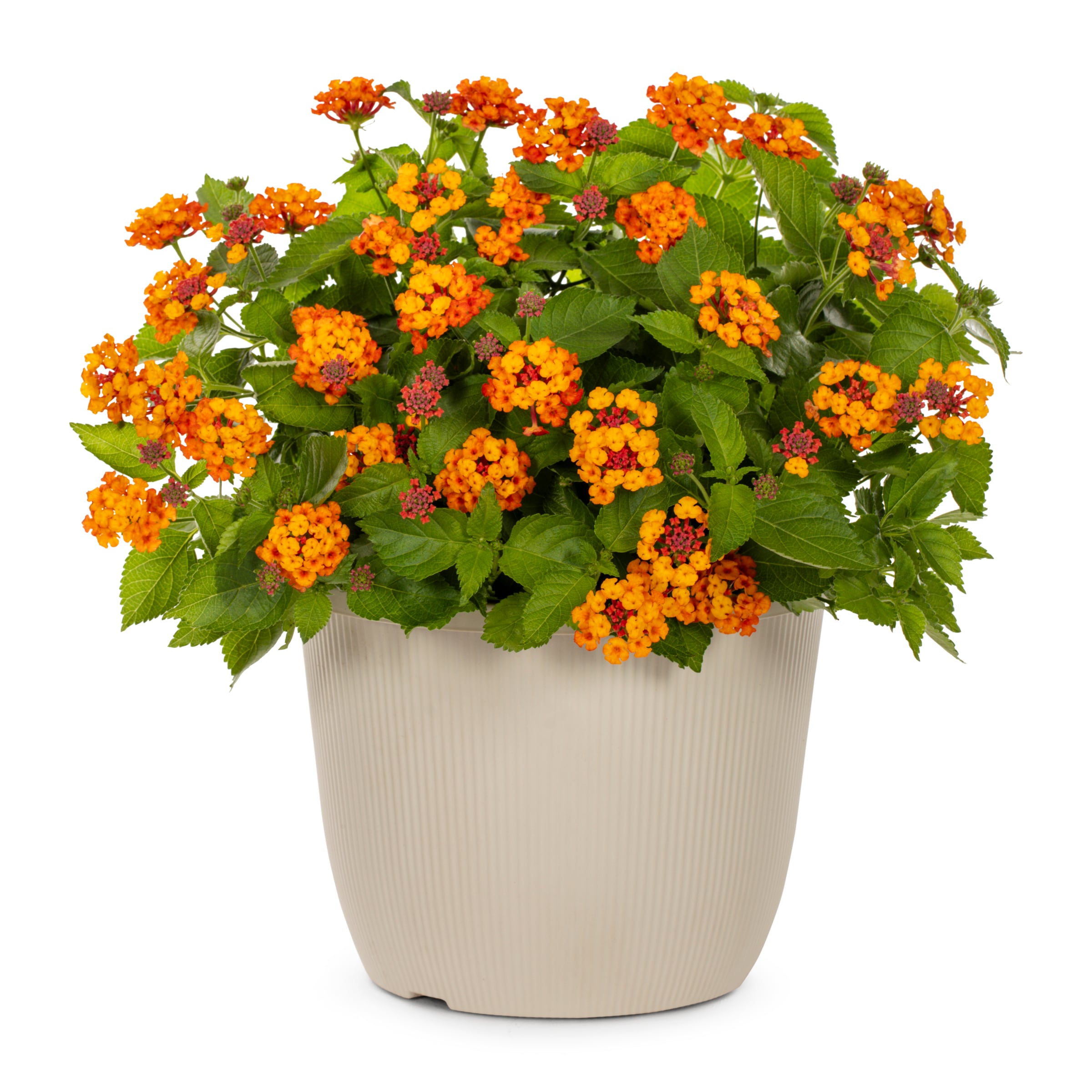 Lowe's 219792 Multicolor Lantana in 1.75 Gallon(s) Planter 1 -Pack