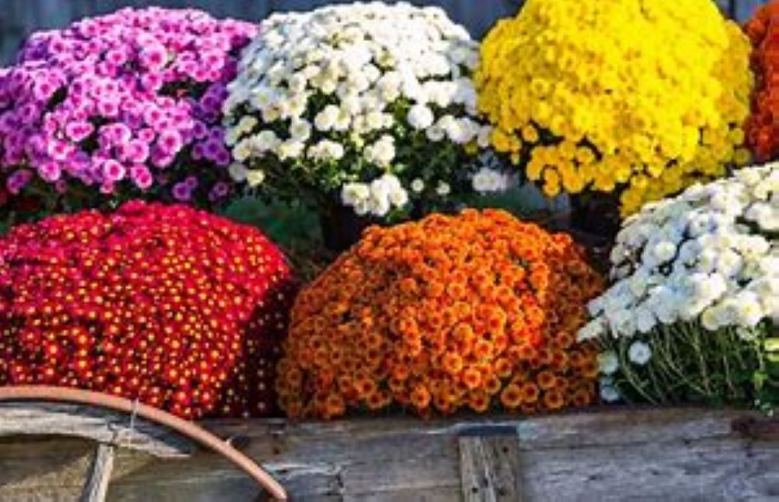 Lowe's NURSERY annuals - View #3
