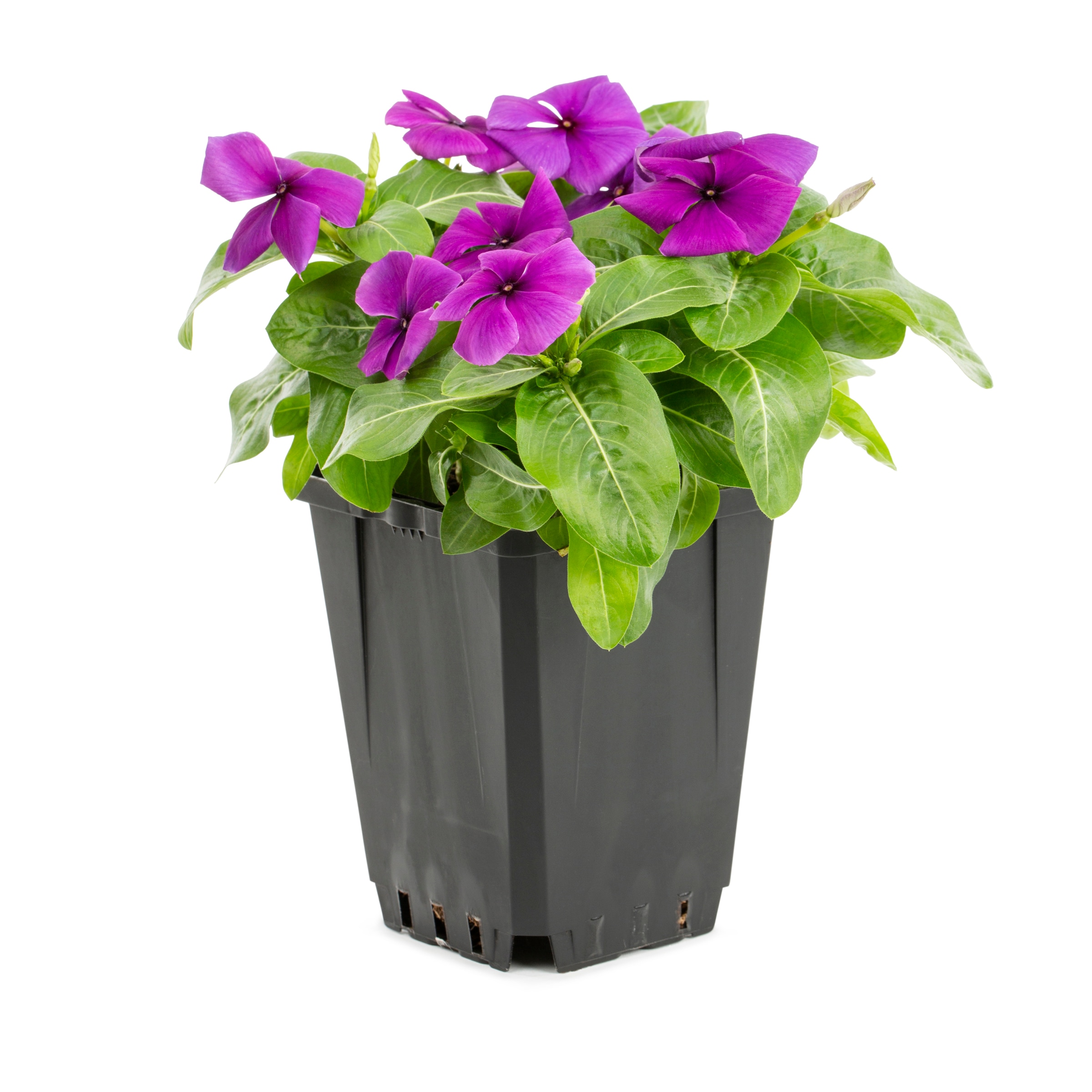 Lowe's 221657 annuals - View #8
