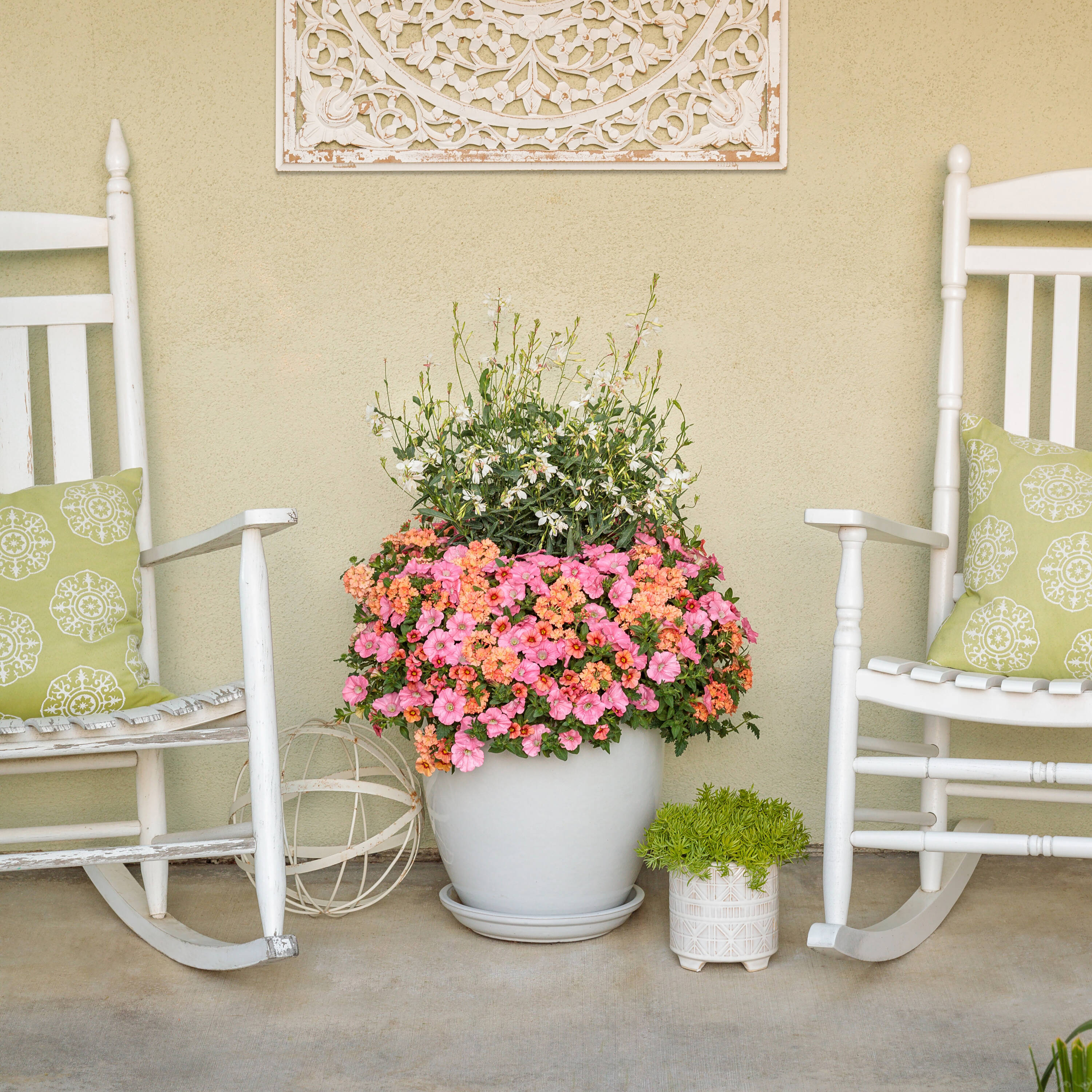 Proven Winners BENPRW1147504 annuals - View #3