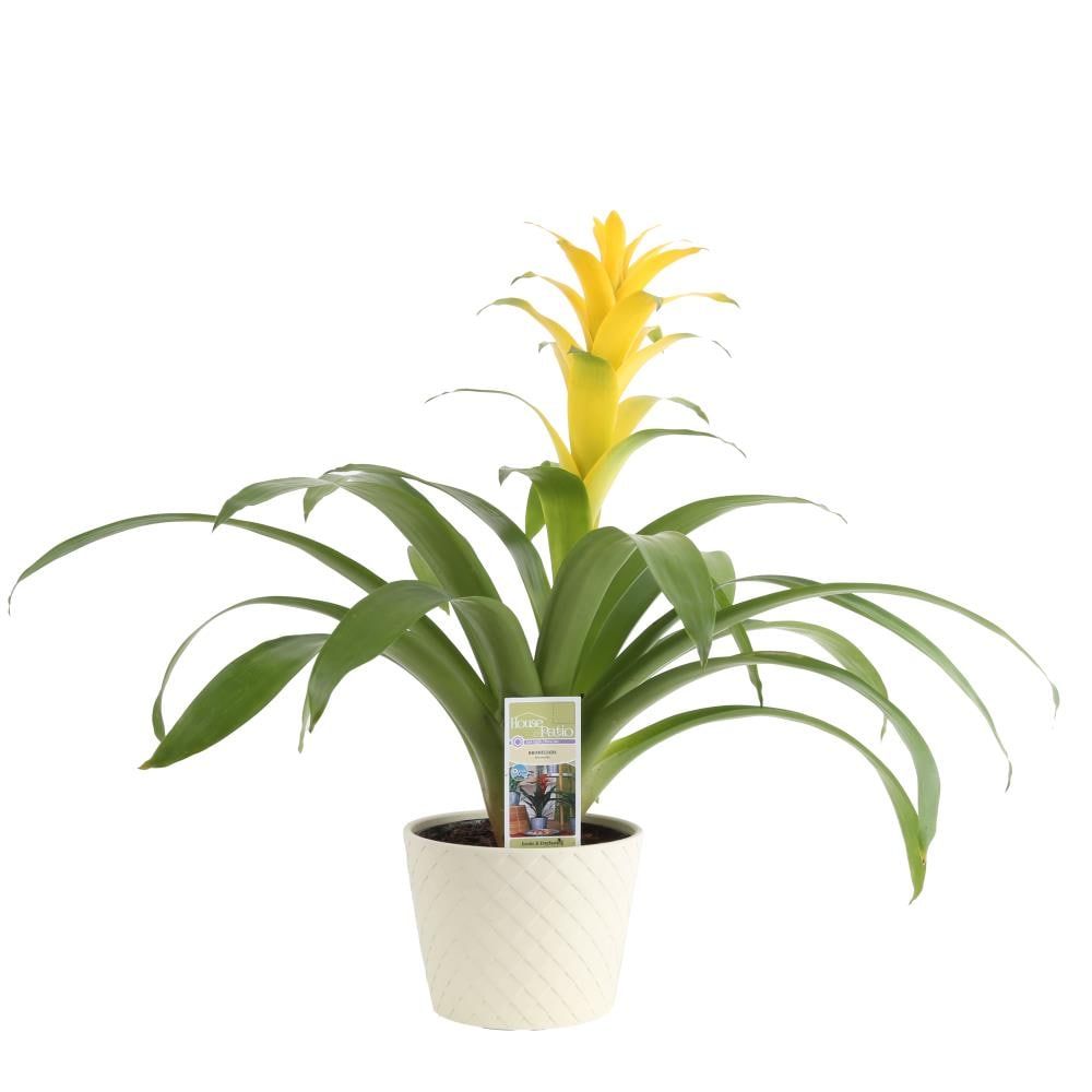 Costa Farms Mixed Specialty Bromeliad House Plant in 1.75-Quart Planter ...