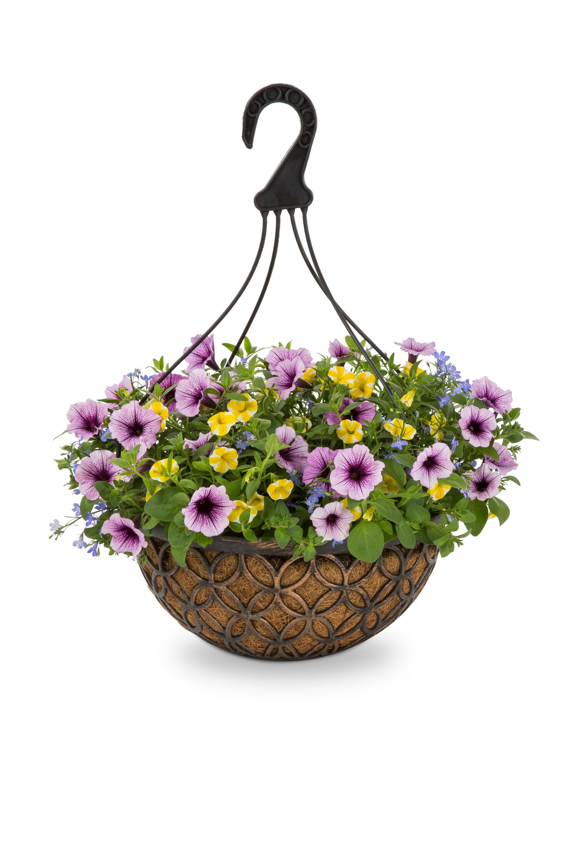 Multicolor Mixed Annuals Combinations in 3-Gallons Hanging Basket in ...