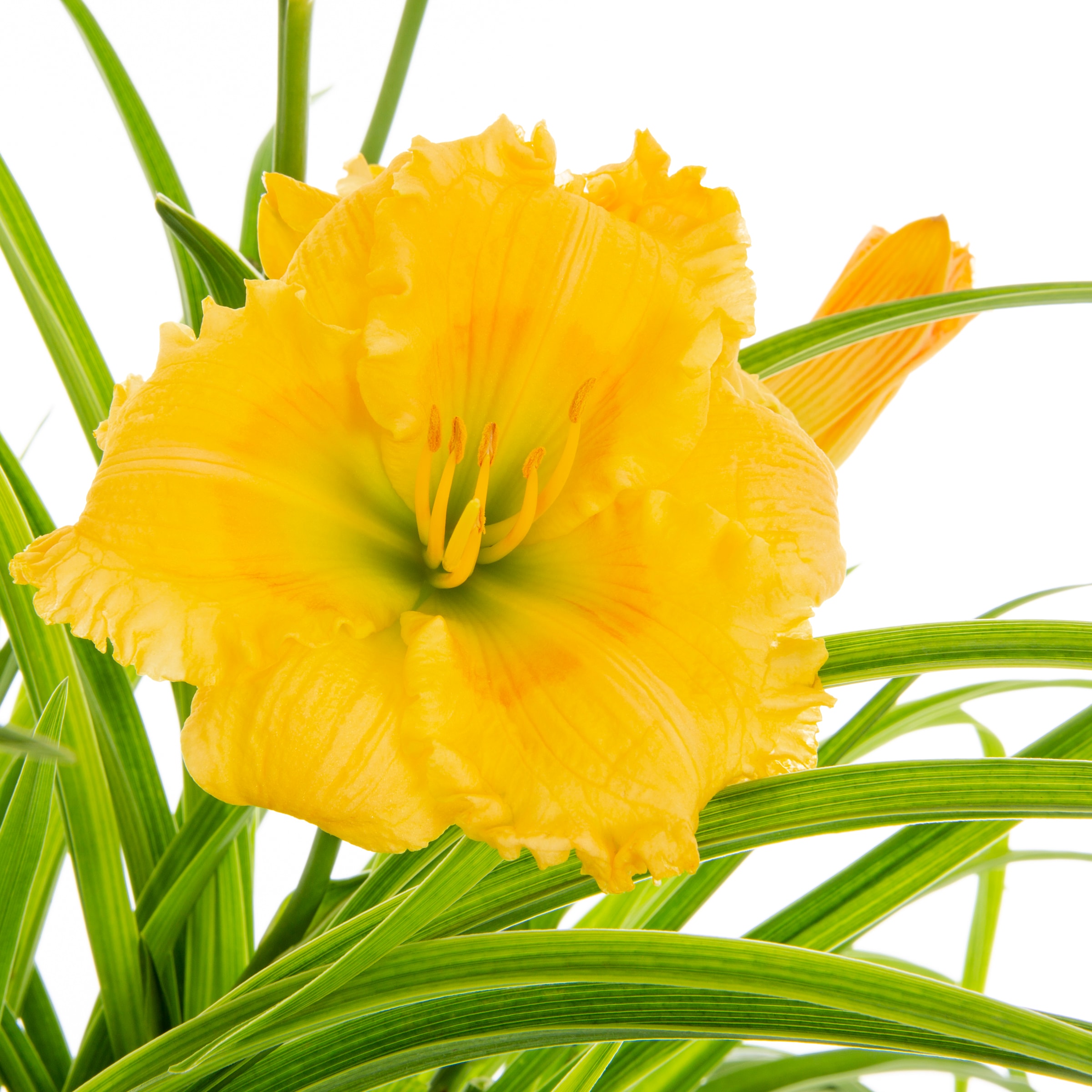 Proven Winners NURSERY perennials - View #2