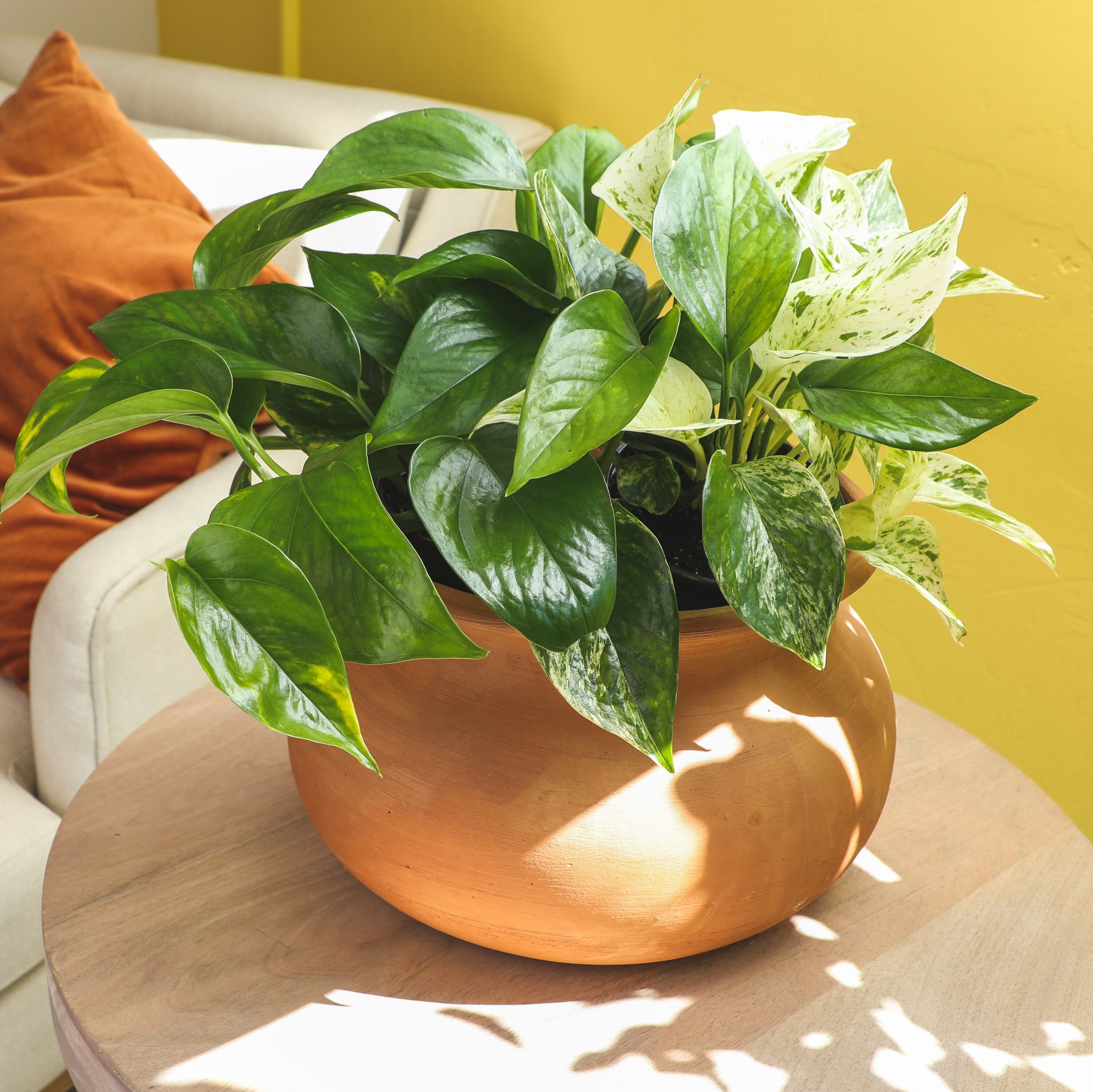 Altman Plants Pothos Devil's Ivy House Plant in 1.3-Pint Pot 4-Pack in ...