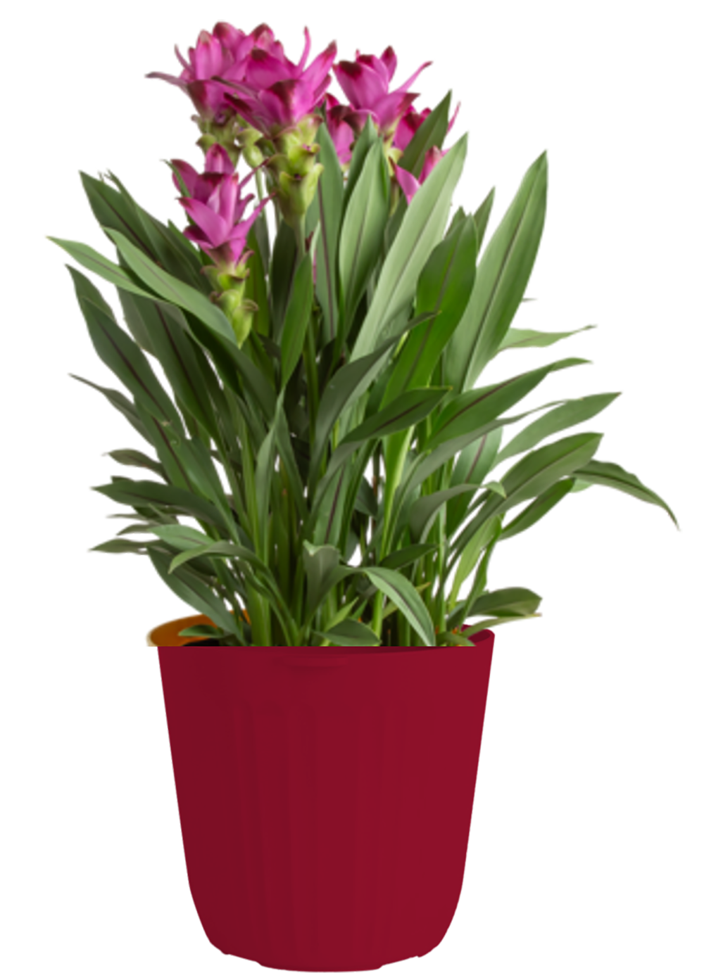 Lowe's 5337715 Curcuma Flowering Shrub in 1.72 -Gallon Planter 1 -Pack with Multicolor Blooms