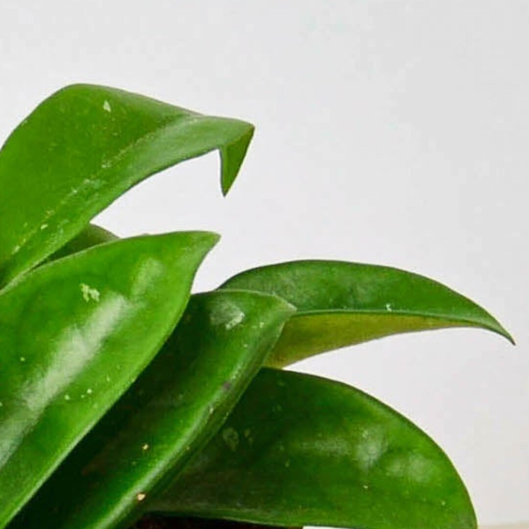 House Plant Shop 6-HOYA-CARNOSA hseplants - View #2