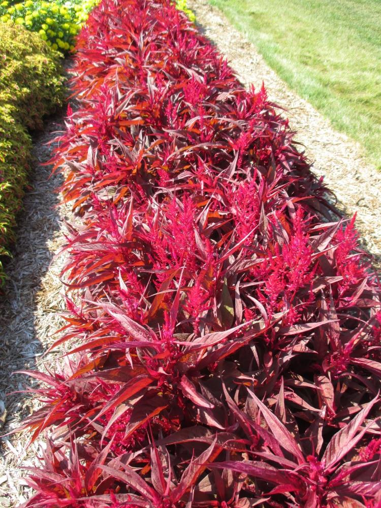 Unbranded 2 50 Qt Dragon Breath Celosia In The Annuals Department At Lowes Com