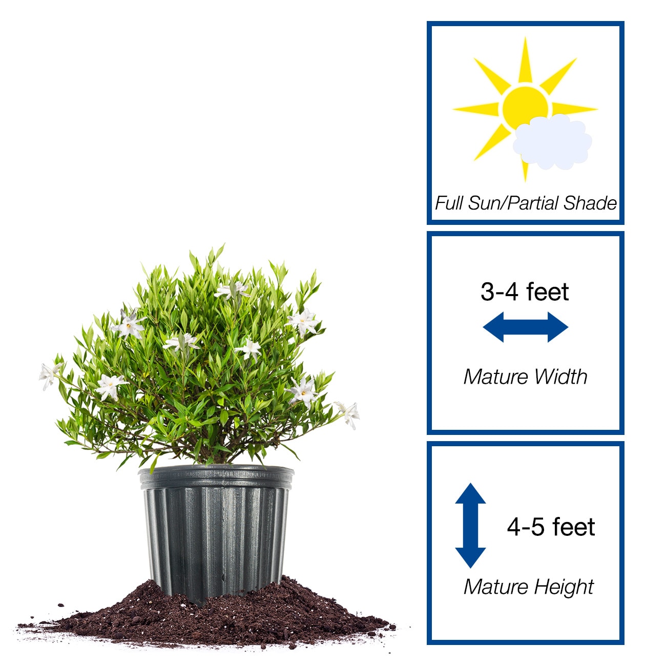 Perfect Plants LOFROSTPROOFGAR3G shrubs - View #2