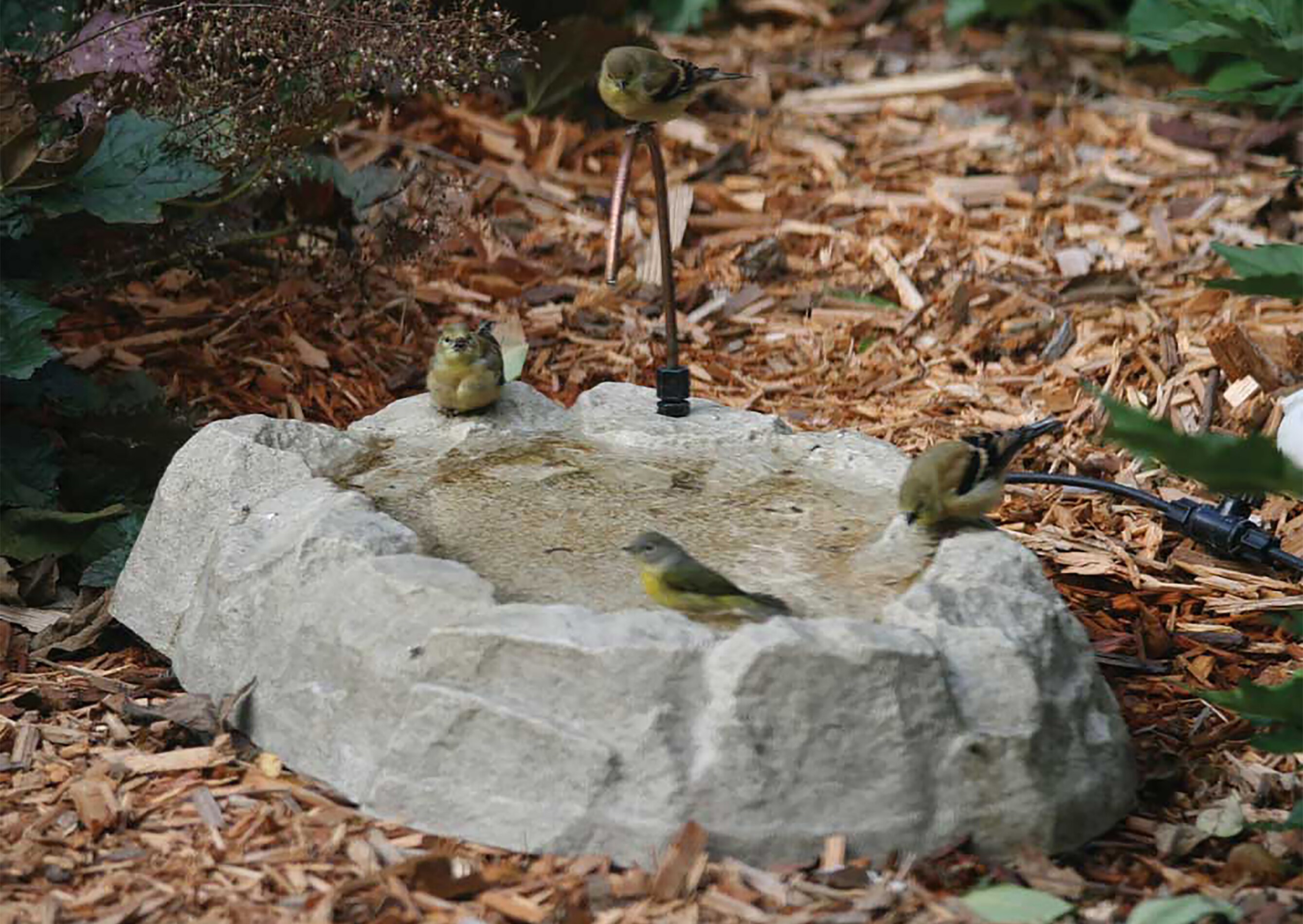 BIRDS CHOICE AAB211D birdbaths - View #3