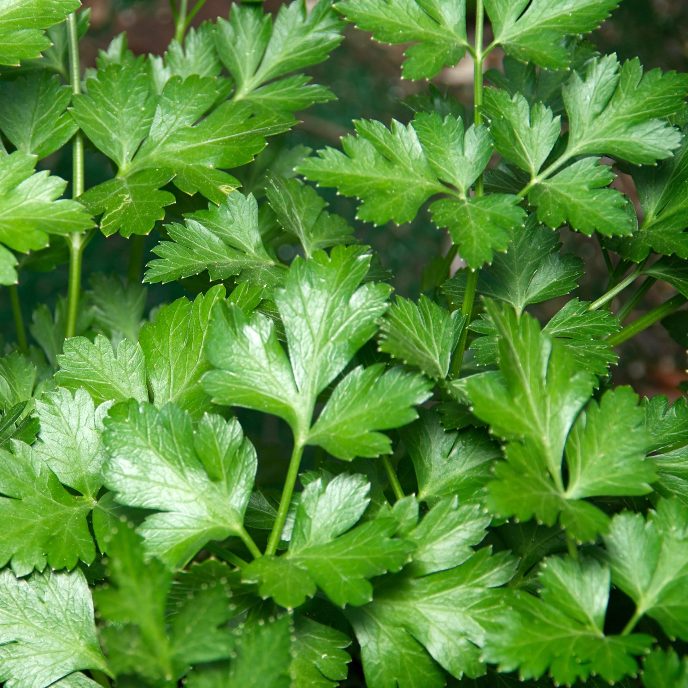 National Plant Network LW2593 Herb-Plants - View #7