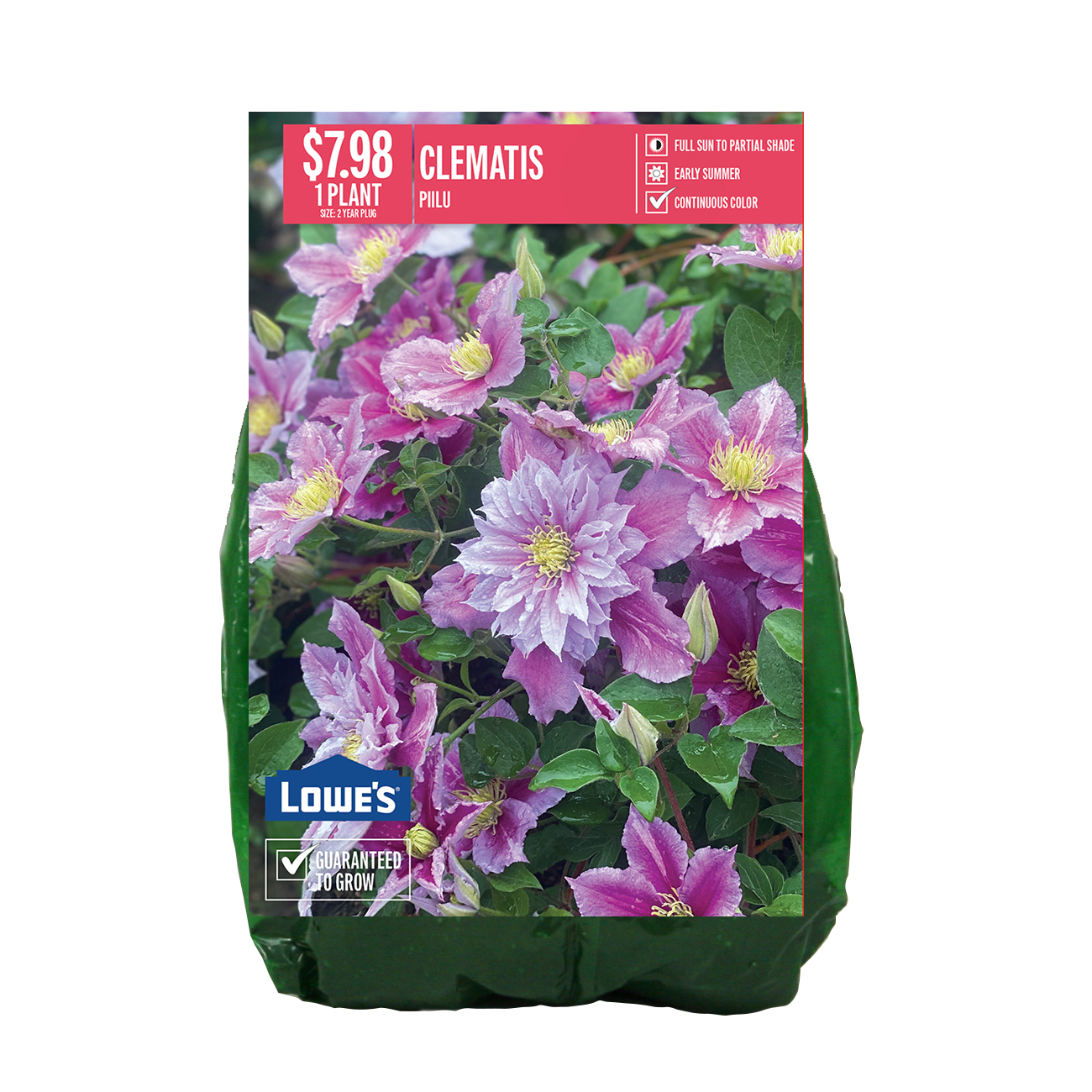 Van Zyverden 40398P Clematis Piilu PBS