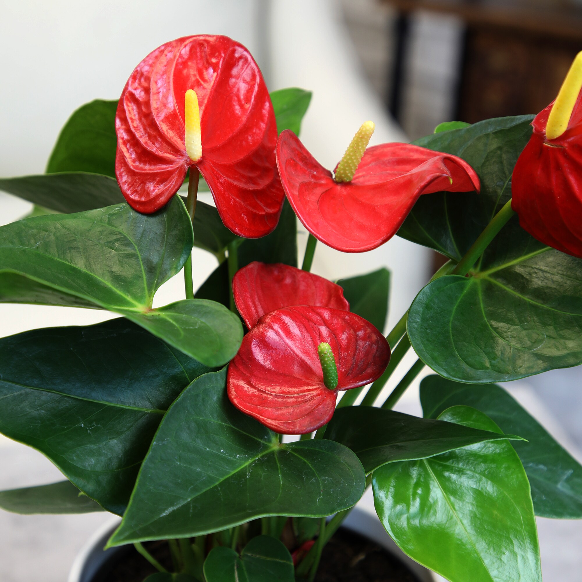 Altman Plants 0881524 hseplants - View #3