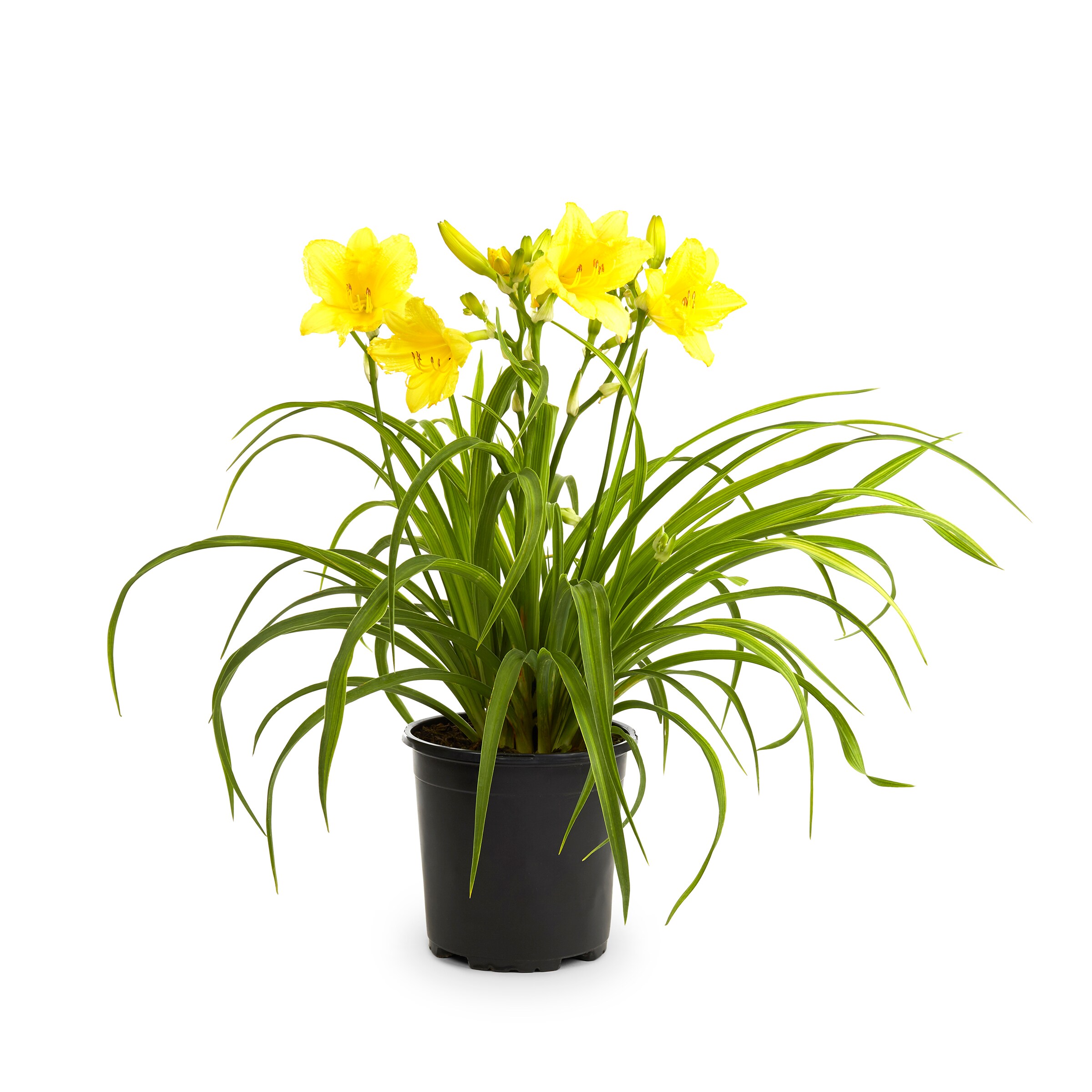 Lowe's Multicolor Daylily Plant in 2.5-Quart Pot in the Perennials ...