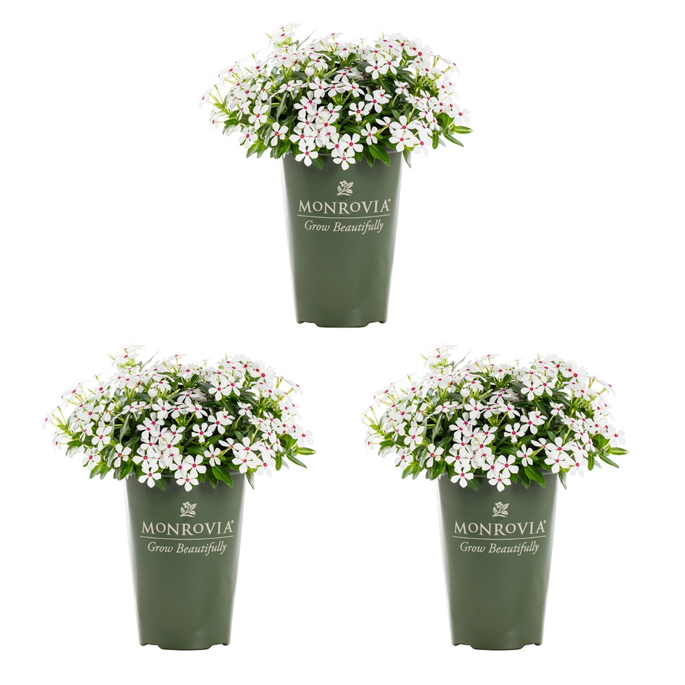 Monrovia 79154 White Periwinkle in 2-Quart Pot 3-Pack