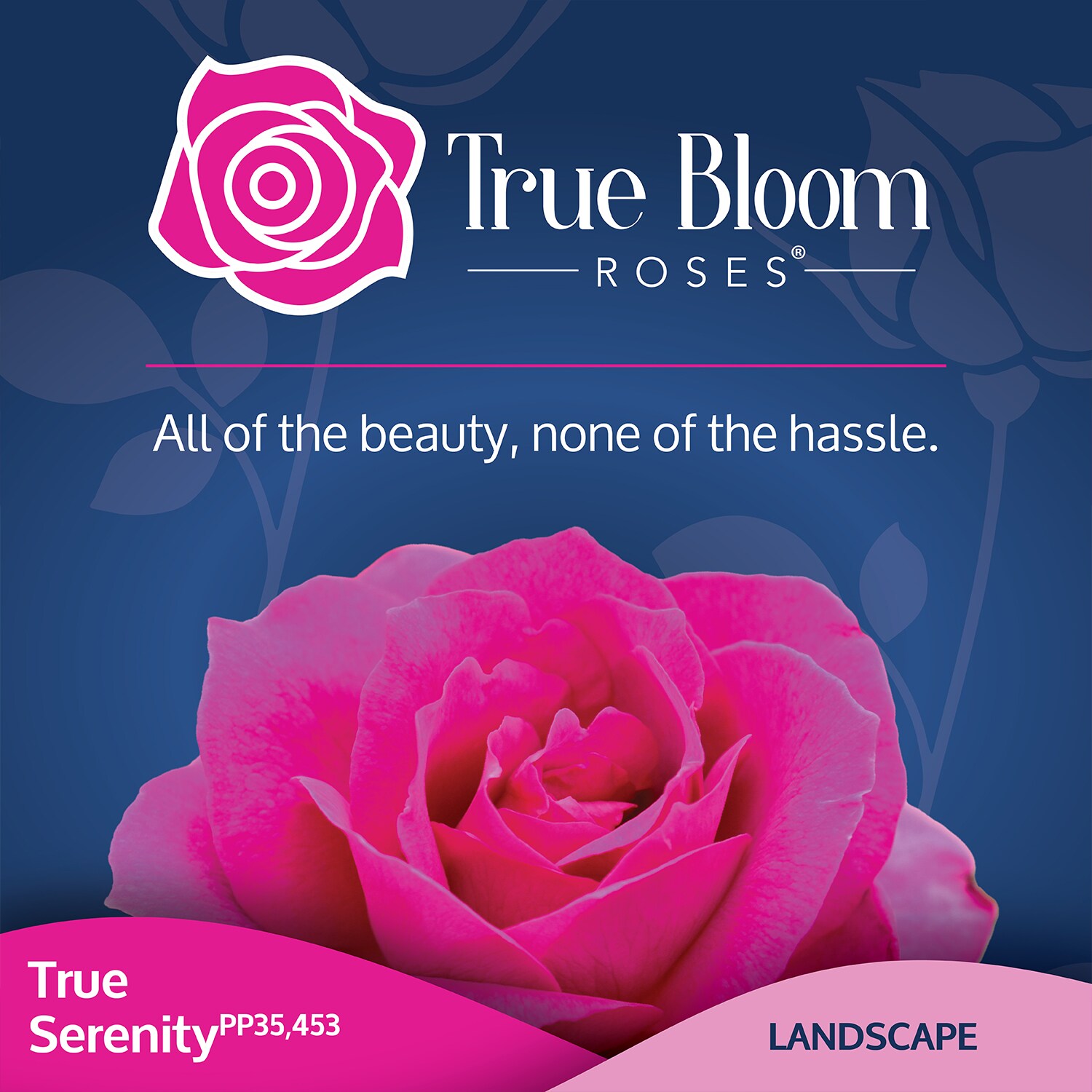 Altman Plants 0881519 roses - View #5