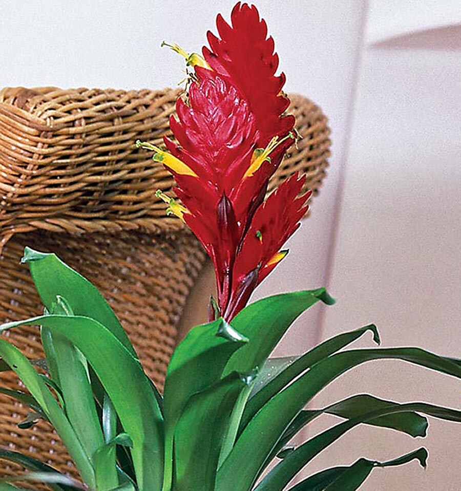 Lowe's NURSERY Mixed Bromeliads House plant in