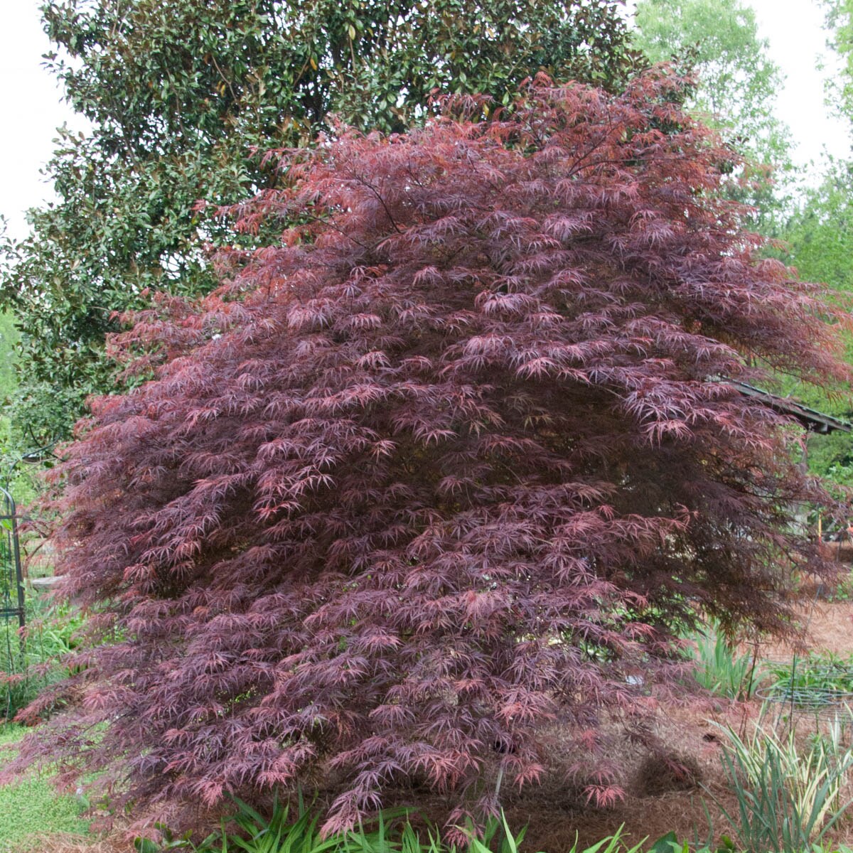 Spring Hill Nurseries 63375 trees - View #2