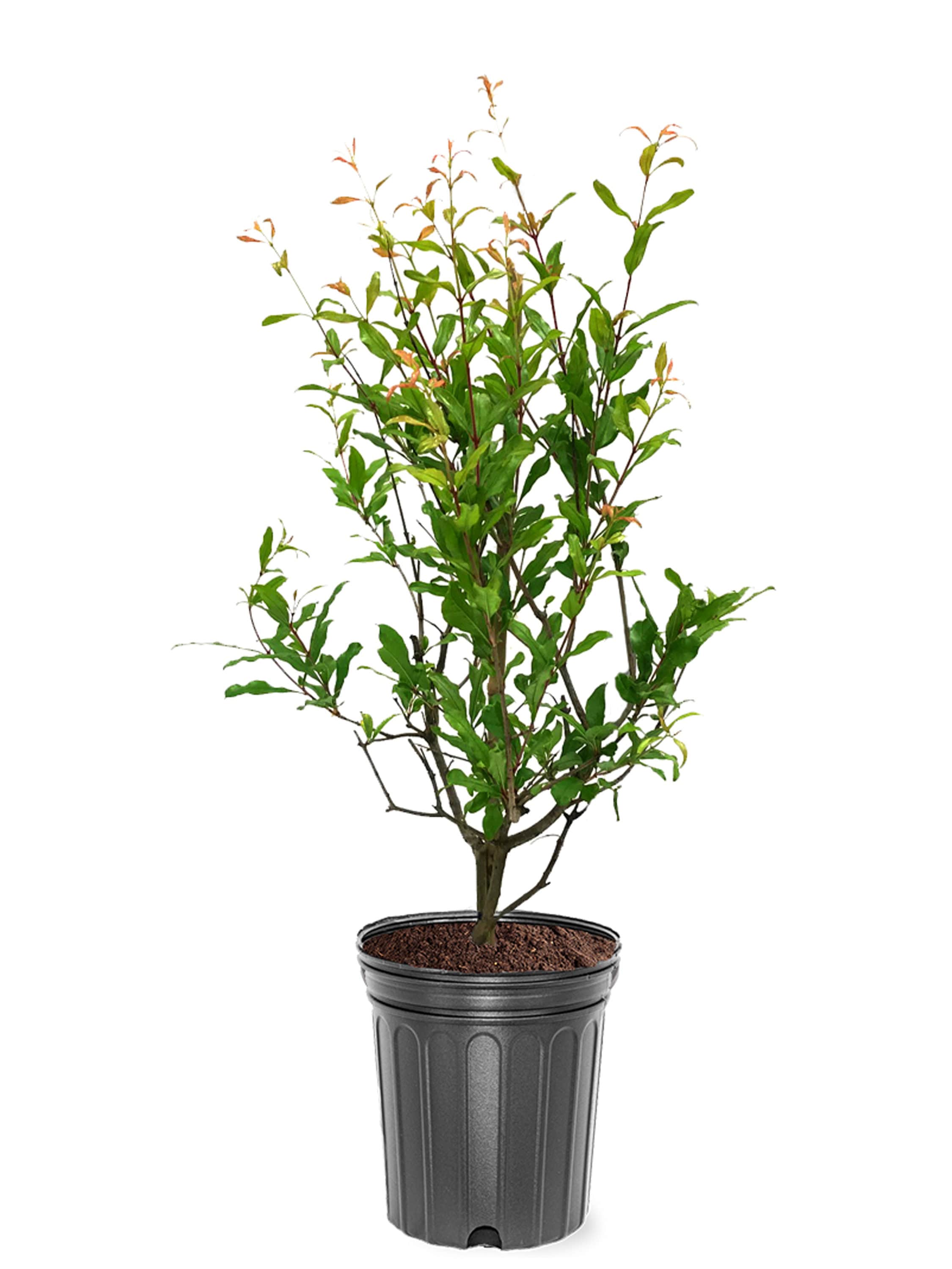 Southern Planters Russian Pomegranate Tree - Quart Pot, Cold Hardy, Bears  Fruit in 2-5 Years, Attracts Butterflies and Pollinators in the Fruit  Plants department at