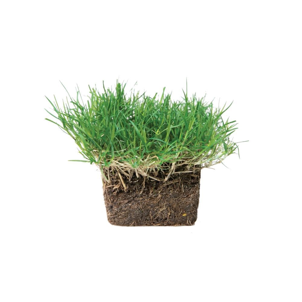 Bethel Farms SPBM16 sod - View #3