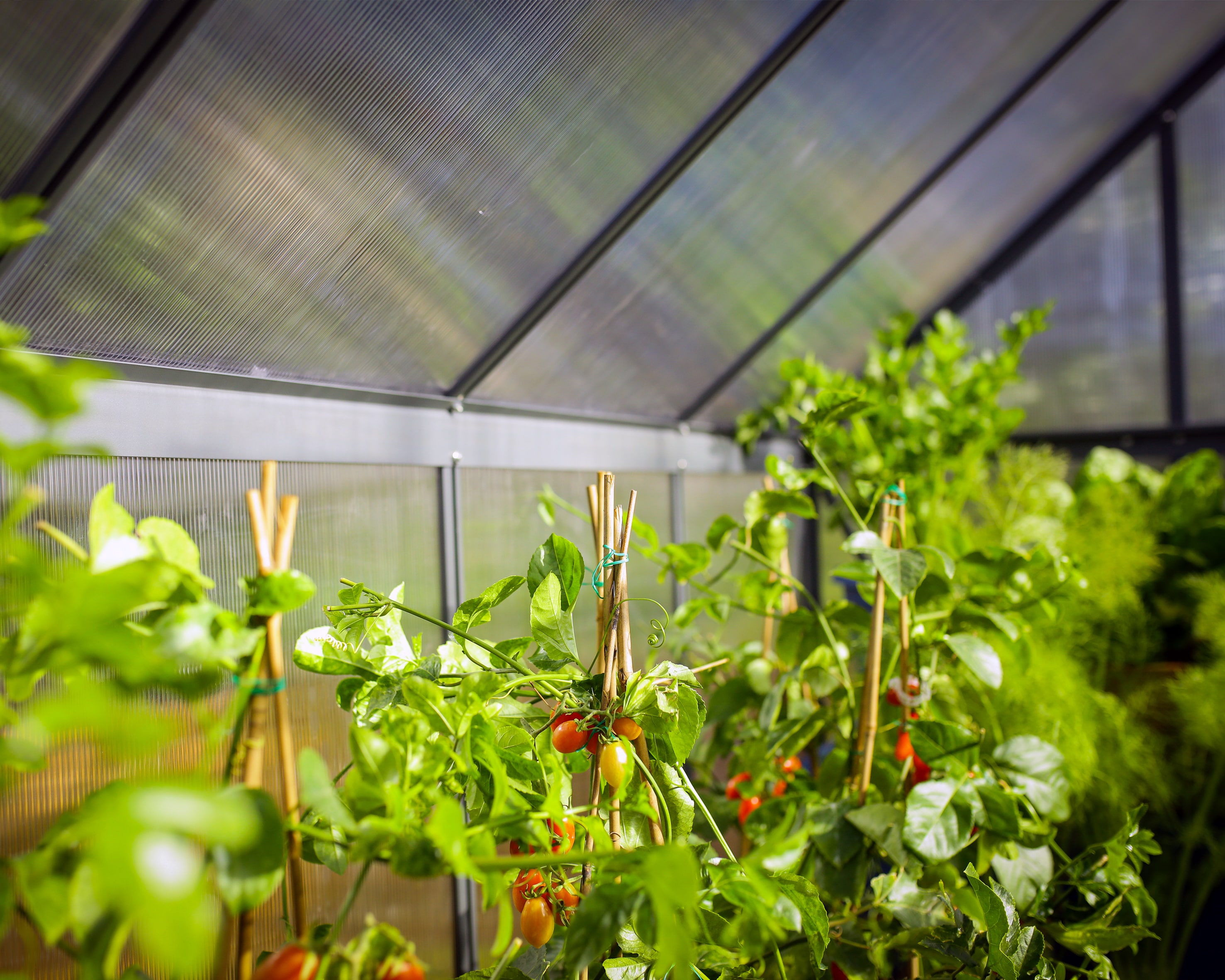Canopia by Palram 705897 greenhouses - View #4