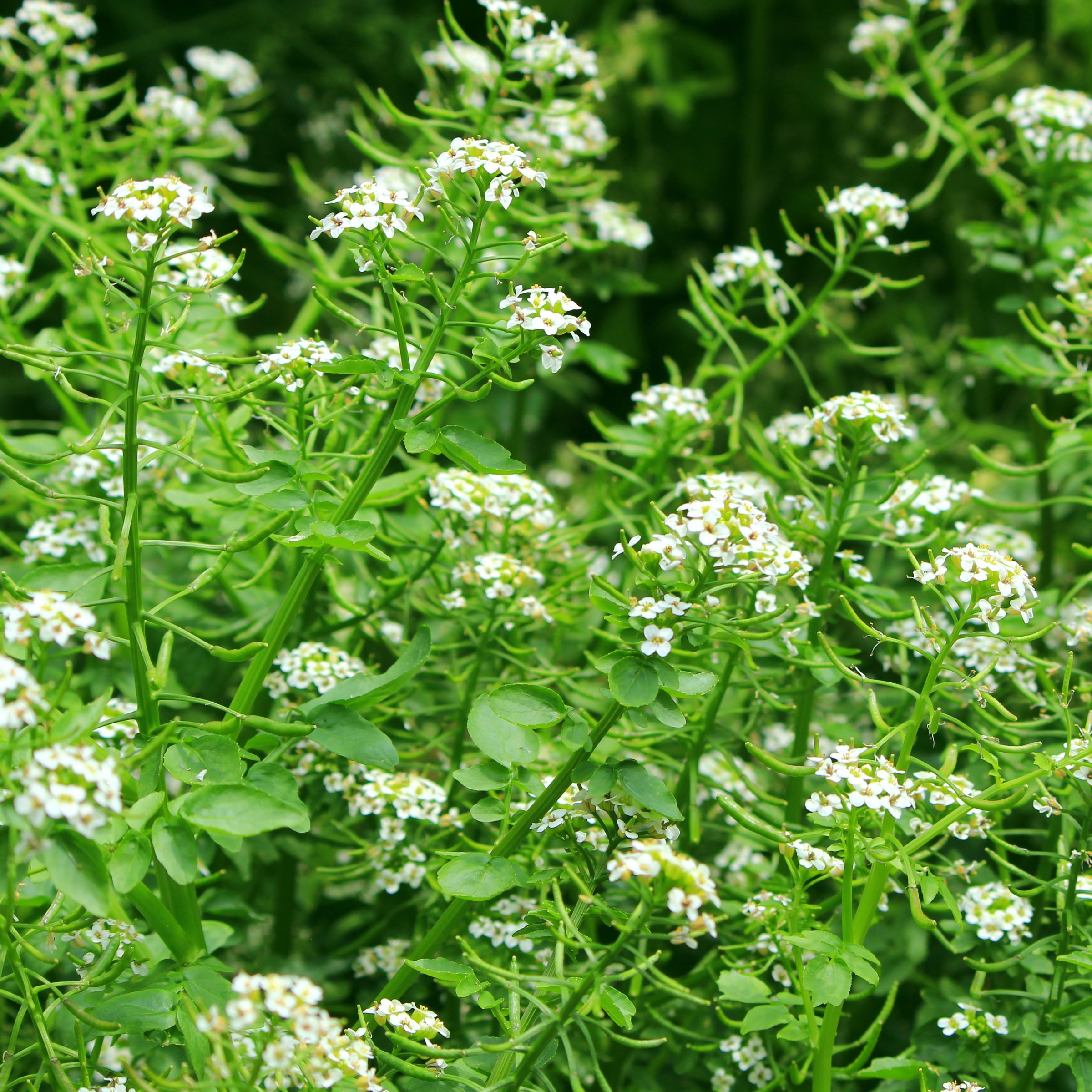National Plant Network LW2256 Vegetable-Plants - View #8