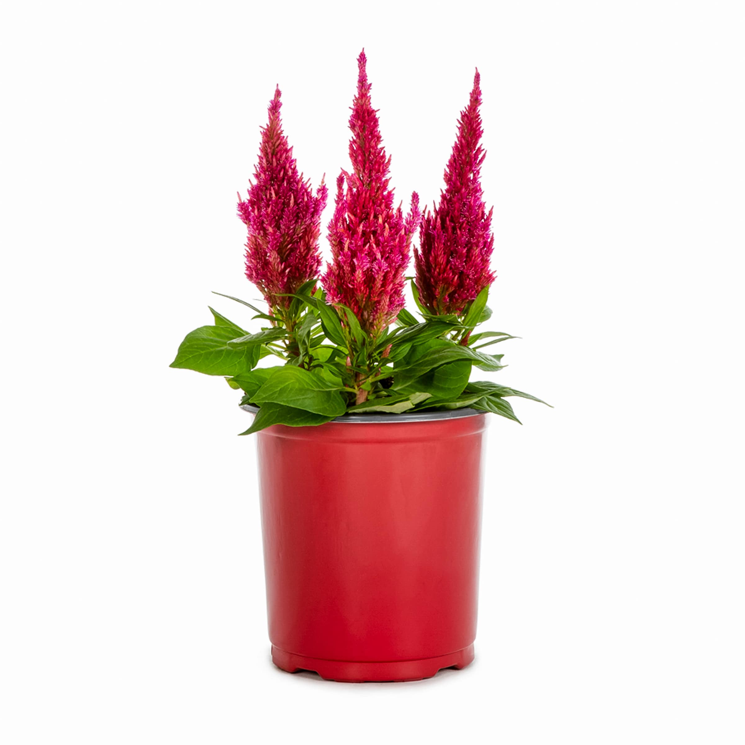 Lowe's NURSERY annuals - View #7