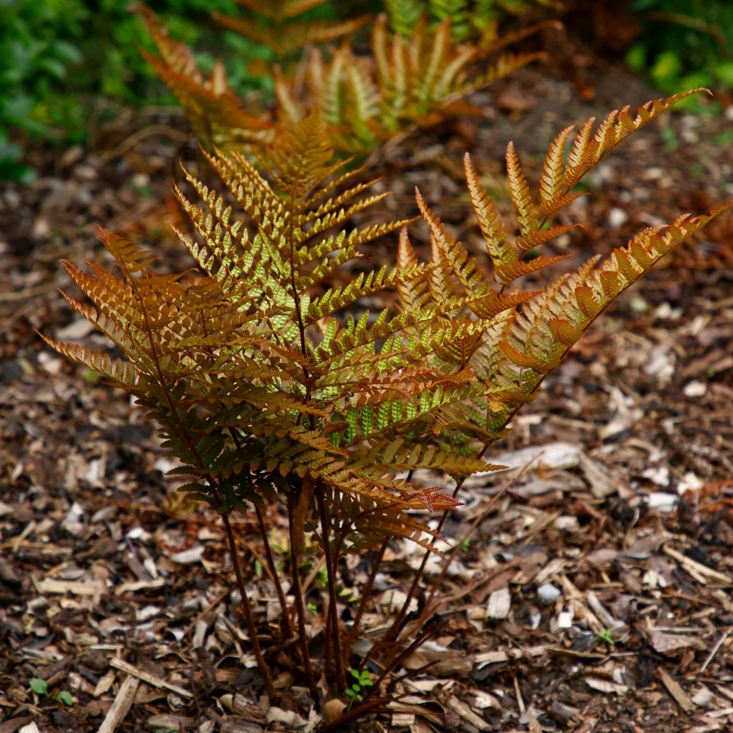 National Plant Network LW2240 perennials - View #5
