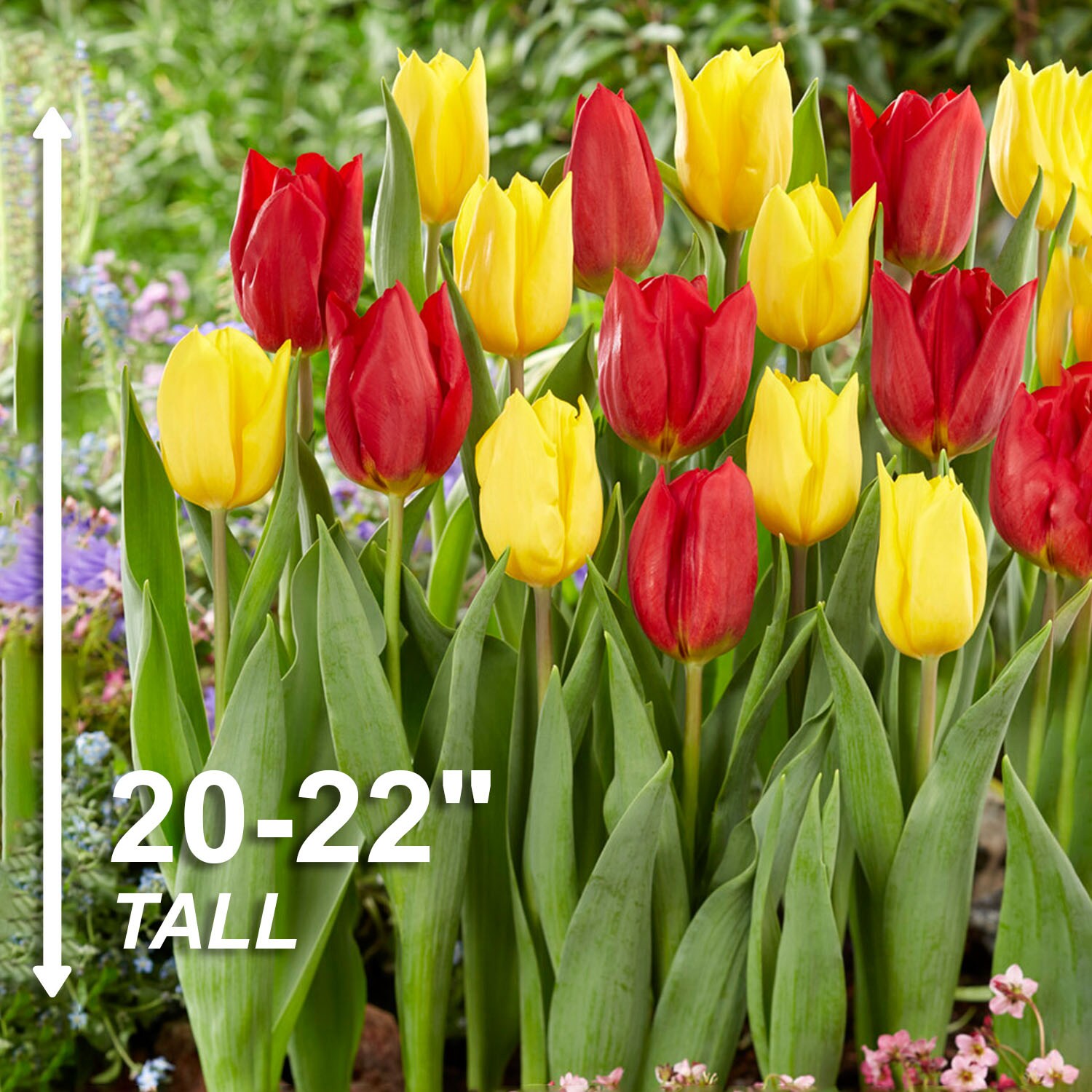 Garden State Bulb ECF-130-100-04 Plant-Bulbs - View #3