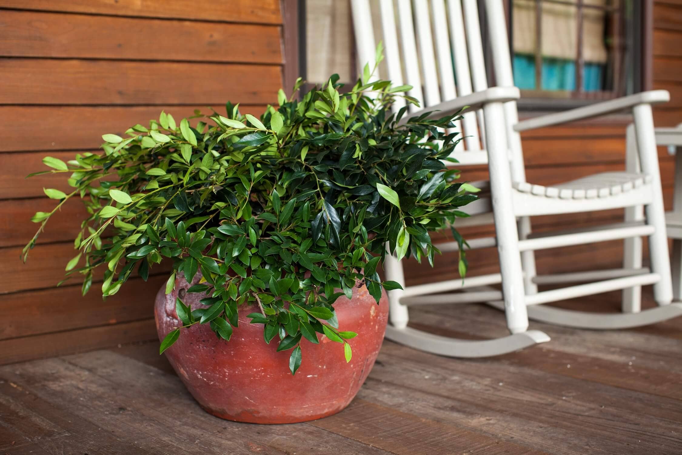 First Editions 13613-1 shrubs - View #6