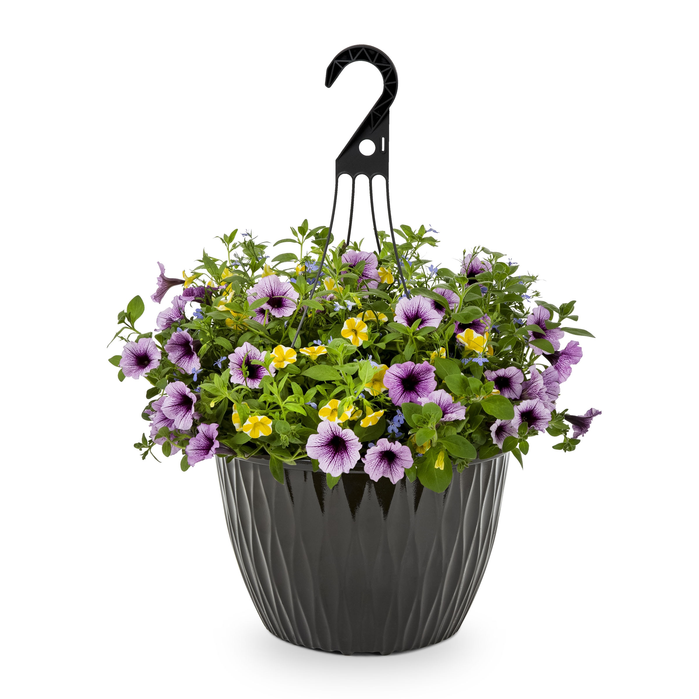 Lowe's Multicolor Bahama Beach in 3.5Gallon Hanging Basket in the