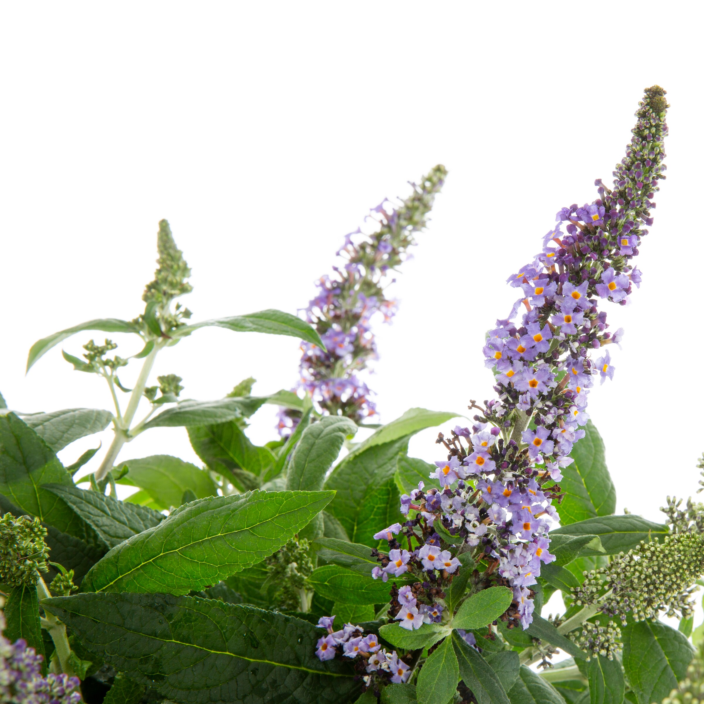 Proven Winners NURSERY shrubs - View #2