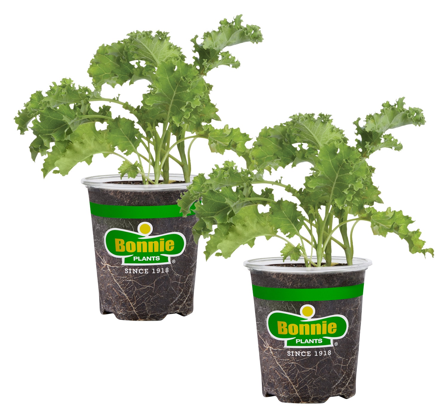 Lowe's Sweet-n-neat Cherry Tomato Plant in the Vegetable Plants department  at