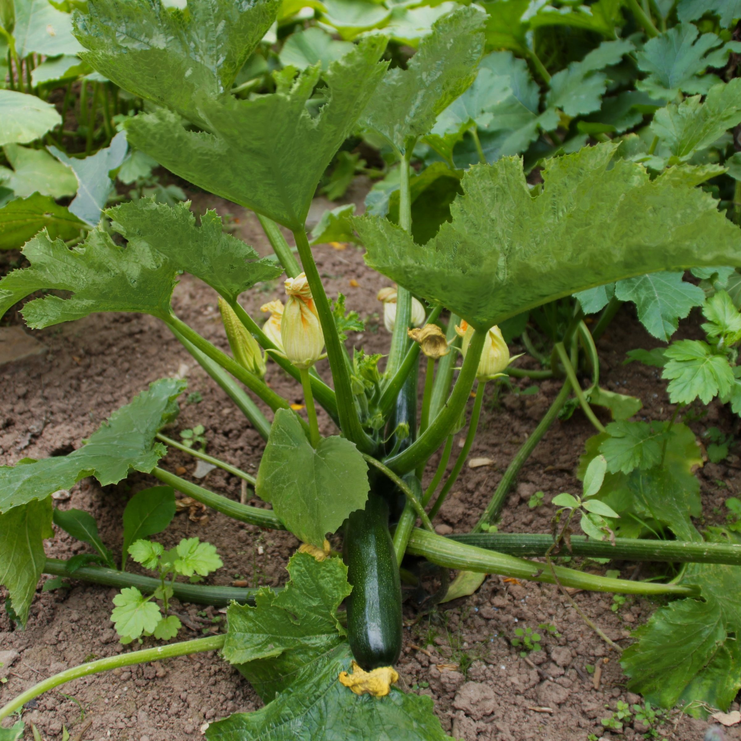 National Plant Network LW2258 Vegetable-Plants - View #7