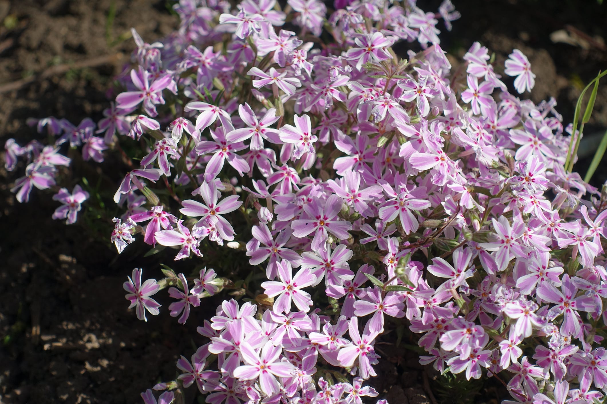 Hirt's Gardens - Candy Stripe Creeping Phlox Perennial - Gallon Pot