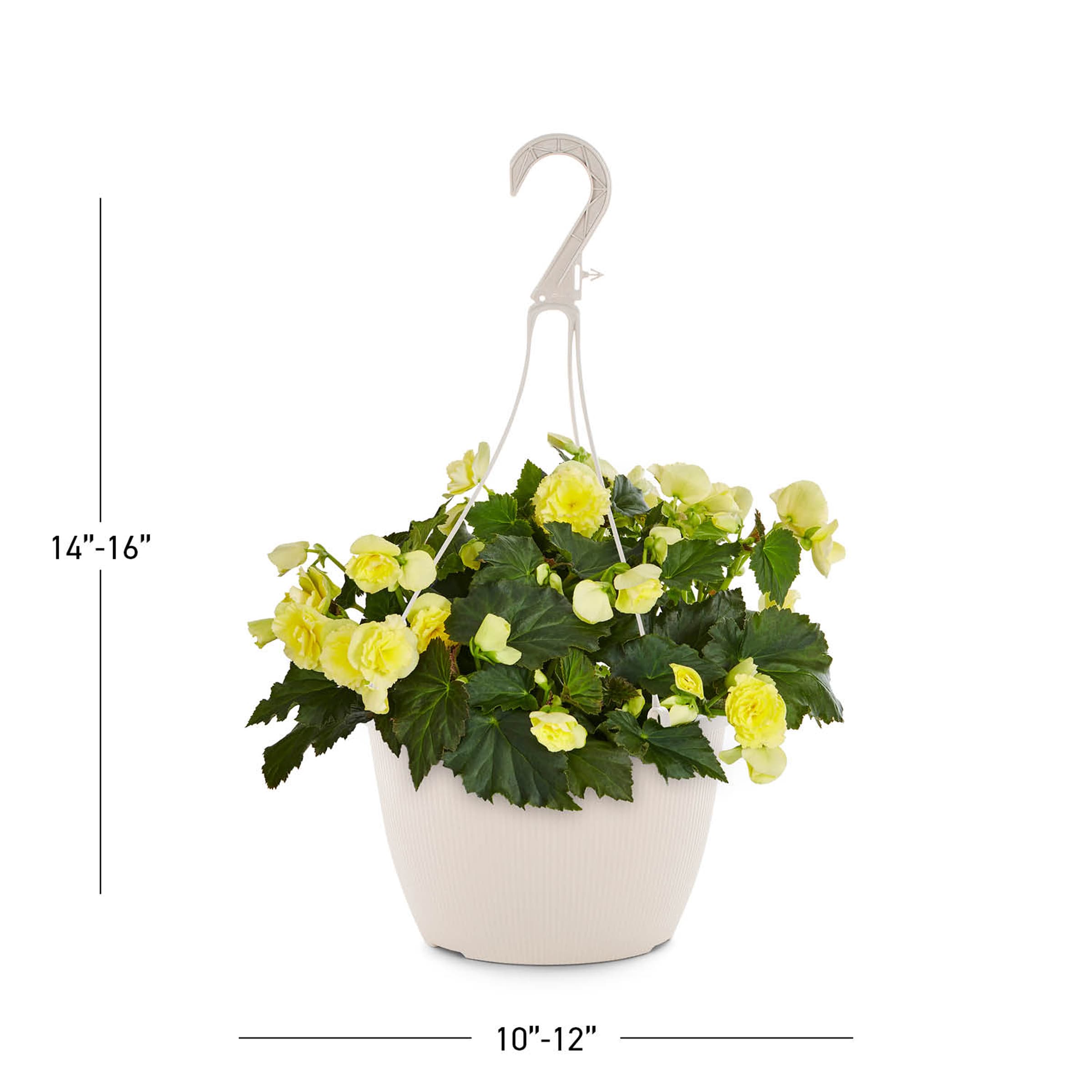 Lowe's 209461 annuals - View #3