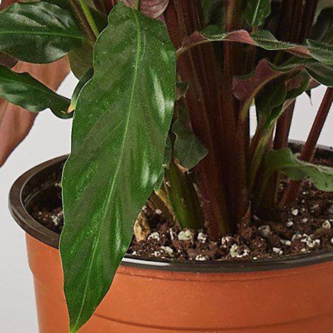 House Plant Shop 6-CALATHEA-FURRY hseplants - View #4