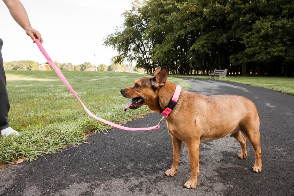 Pets at Home Spot Dog Collar Medium Pink