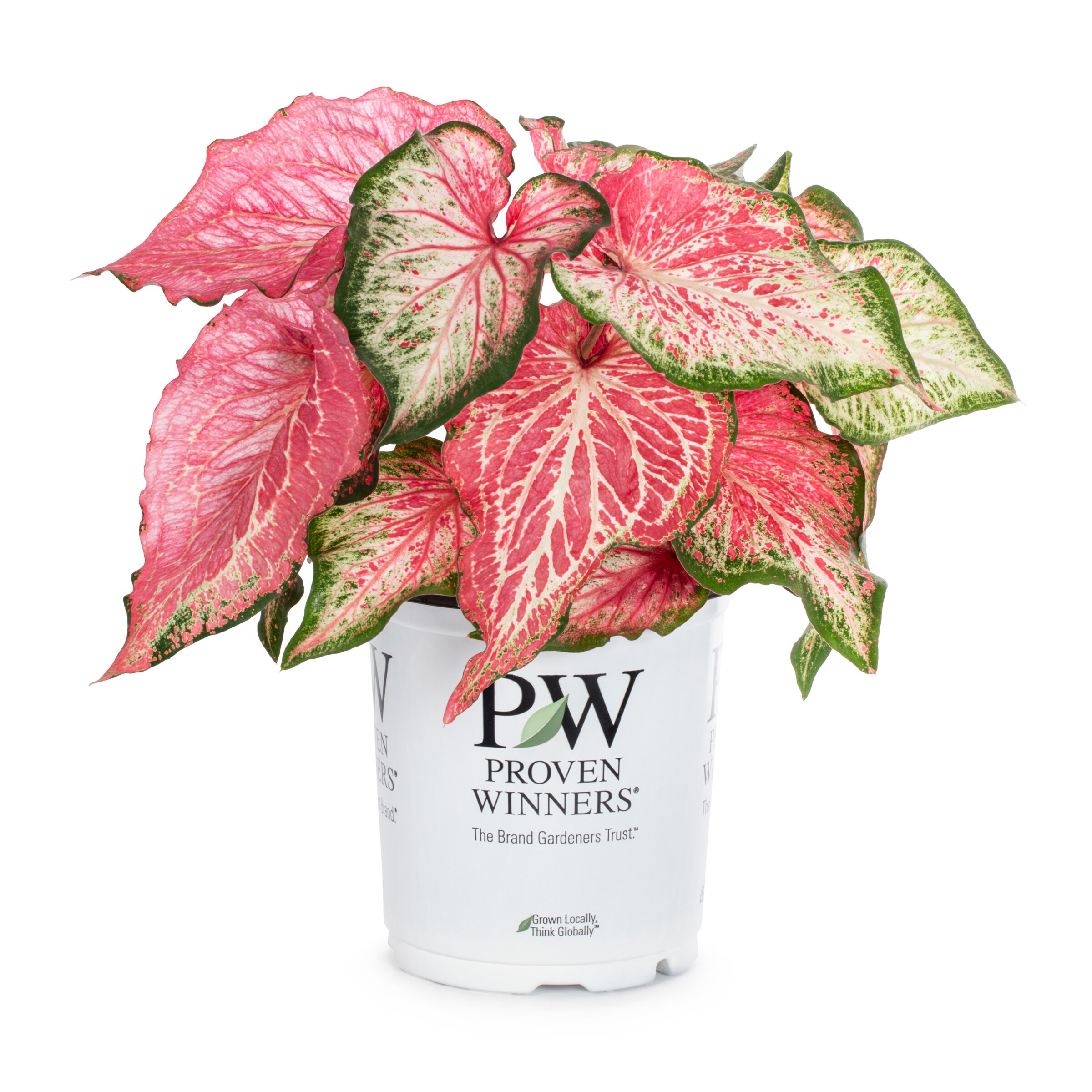 Proven Winners NURSERY Caladium in 2.5 Quart(s) Pot
