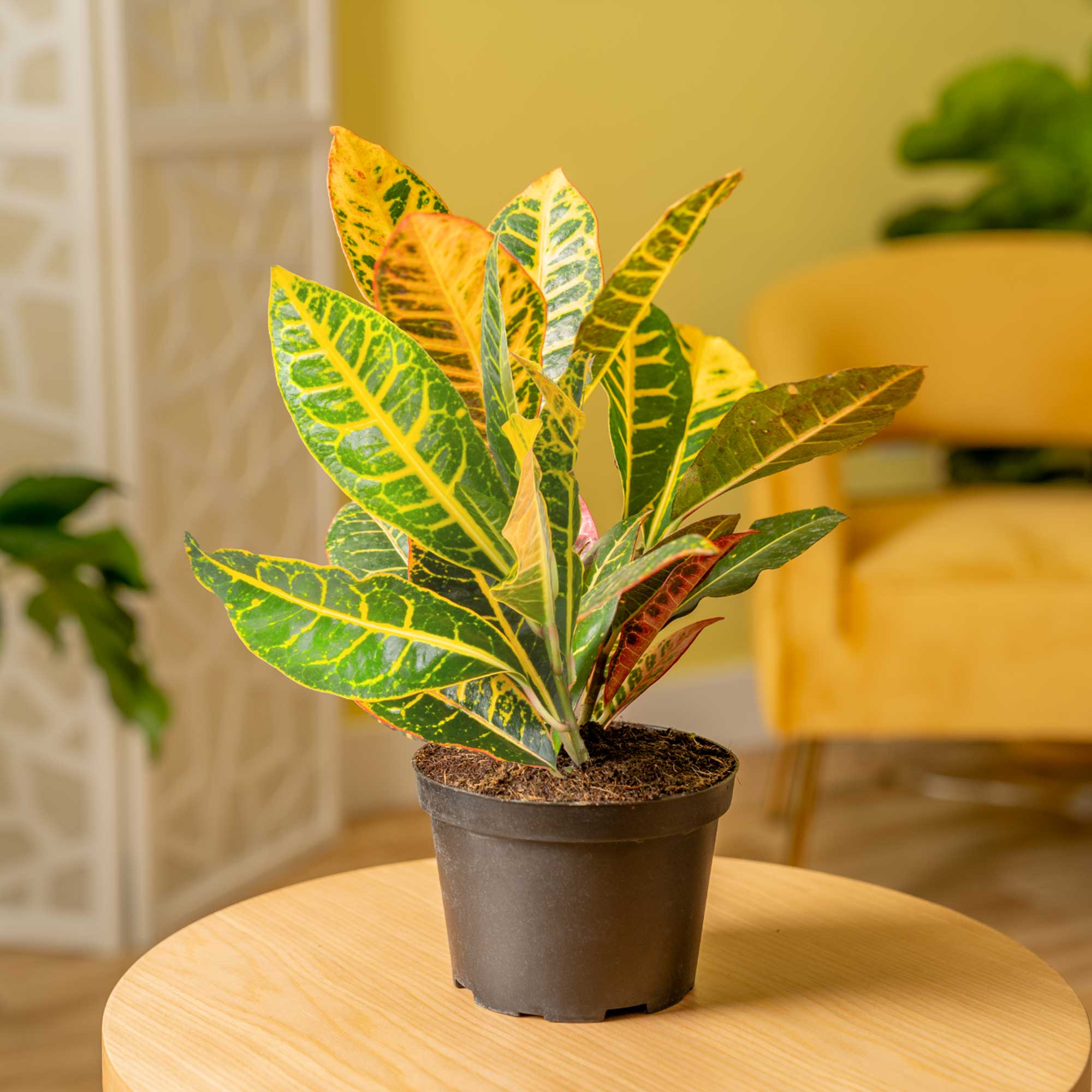 Costa Farms Croton Petra House Plant in 6-in Pot in the House Plants ...