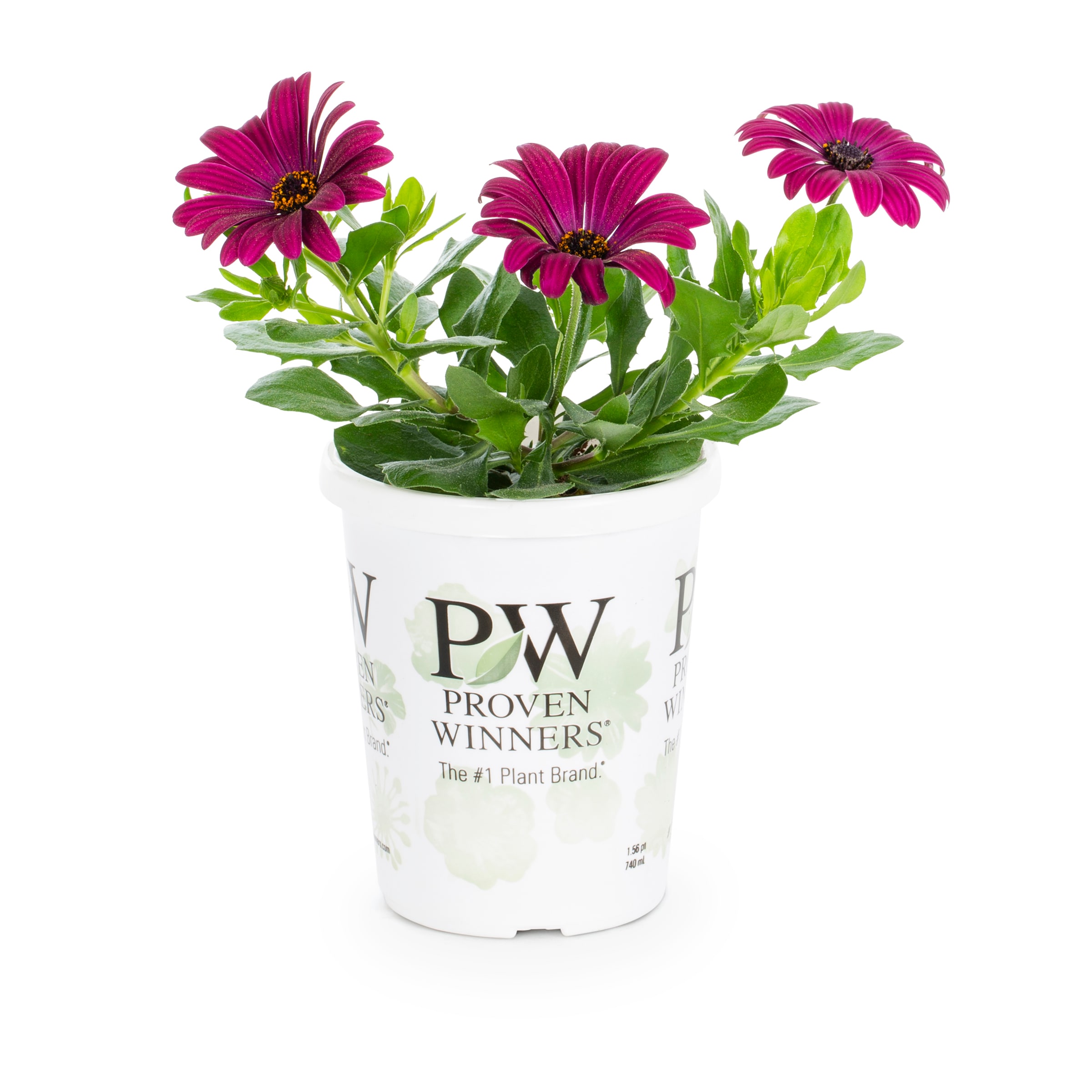 Lowe's NURSERY Multicolor African Daisy in 1.56 Pint Pot