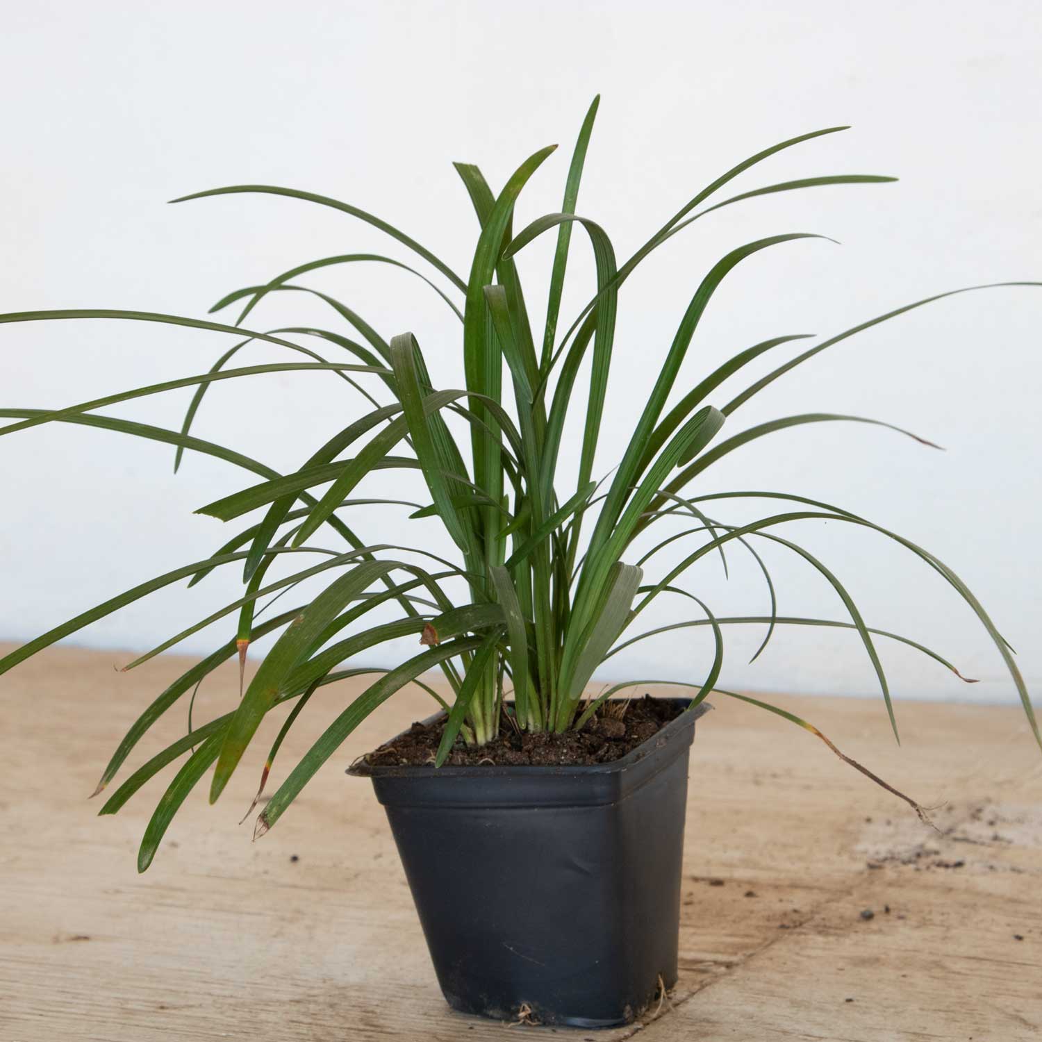  4005LP (LOWES) Ornamental-Grasses - View #5