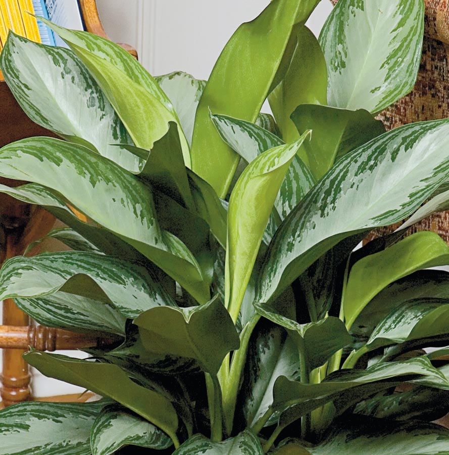  NURSERY Chinese evergreen House plant in