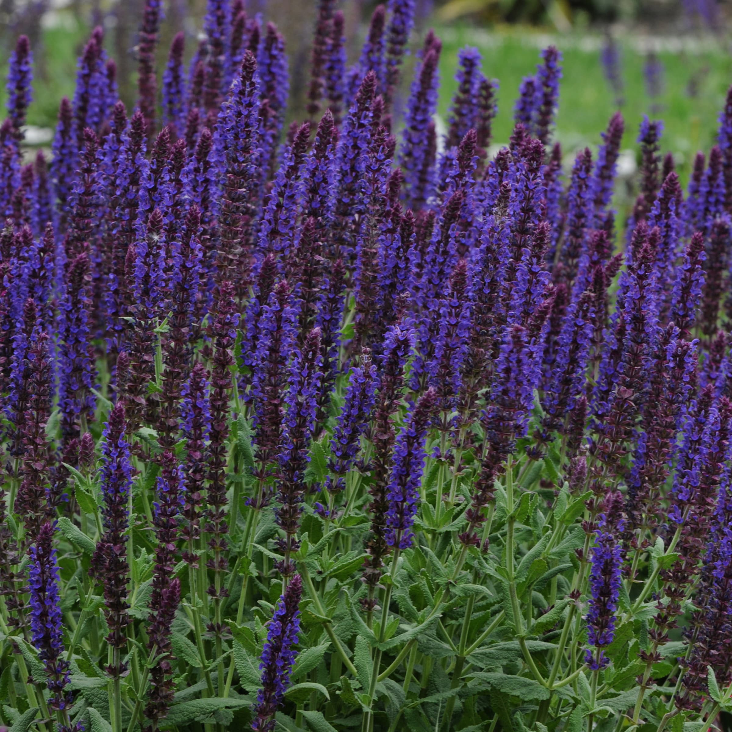 Monrovia NURSERY perennials - View #2