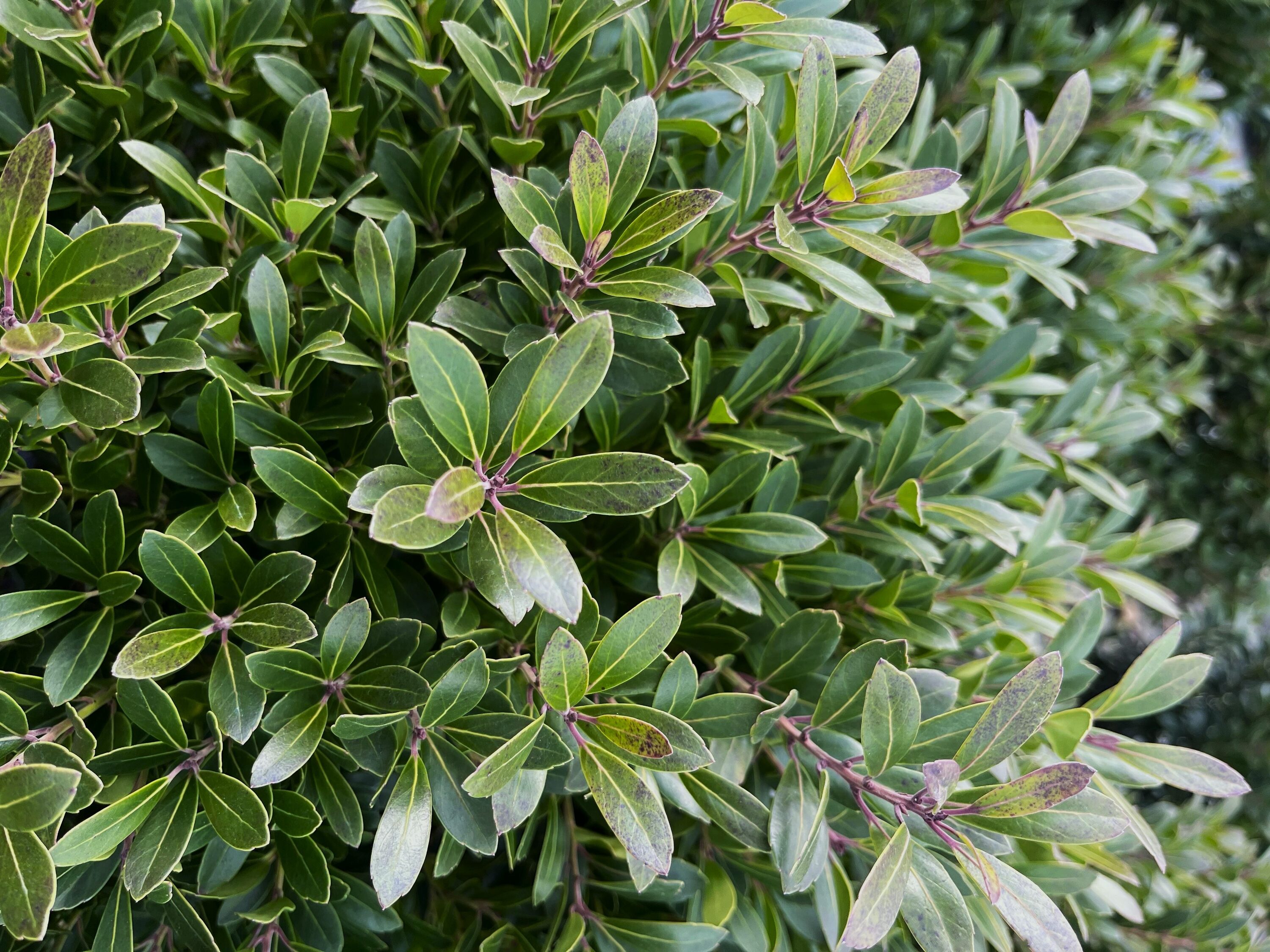  O47132W shrubs - View #4