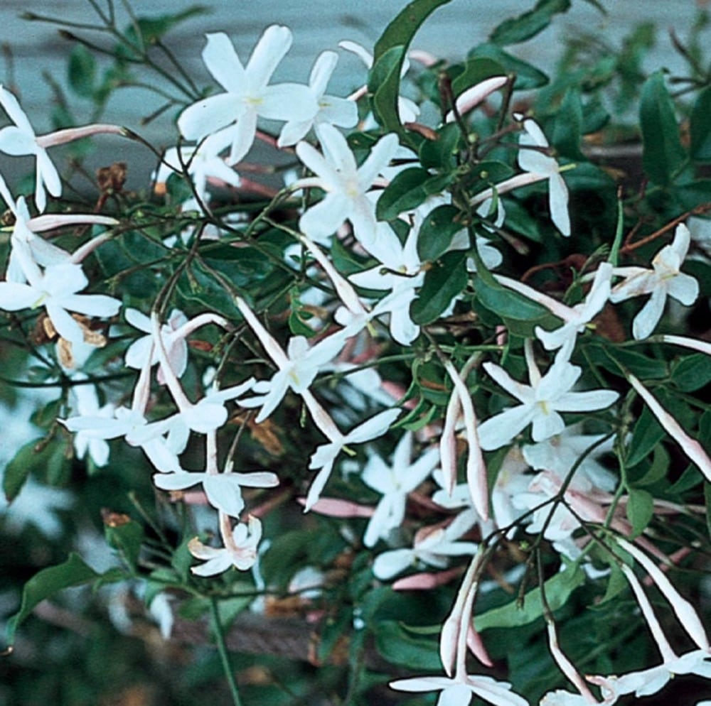 Deer Resistant Pink Jasmine Plants, Bulbs & Seeds at Lowes.com