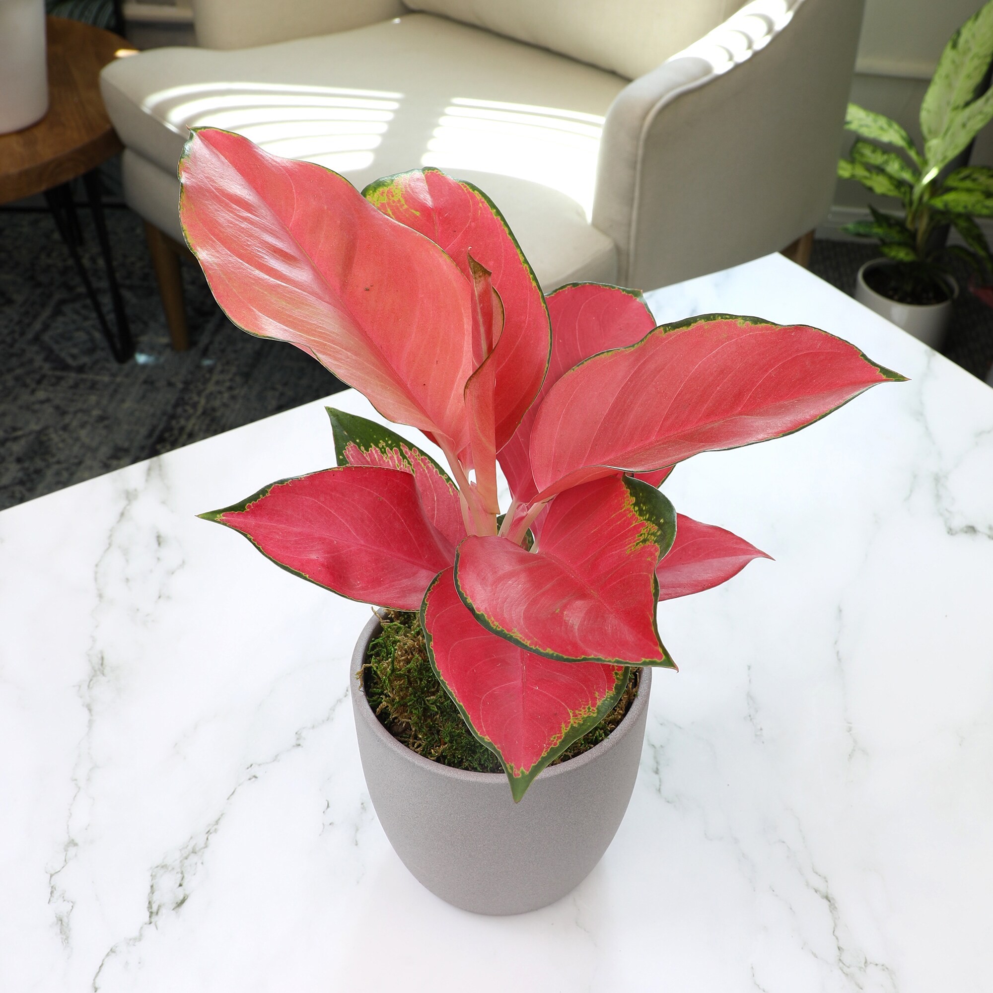 Altman Plants 0873079 hseplants - View #4