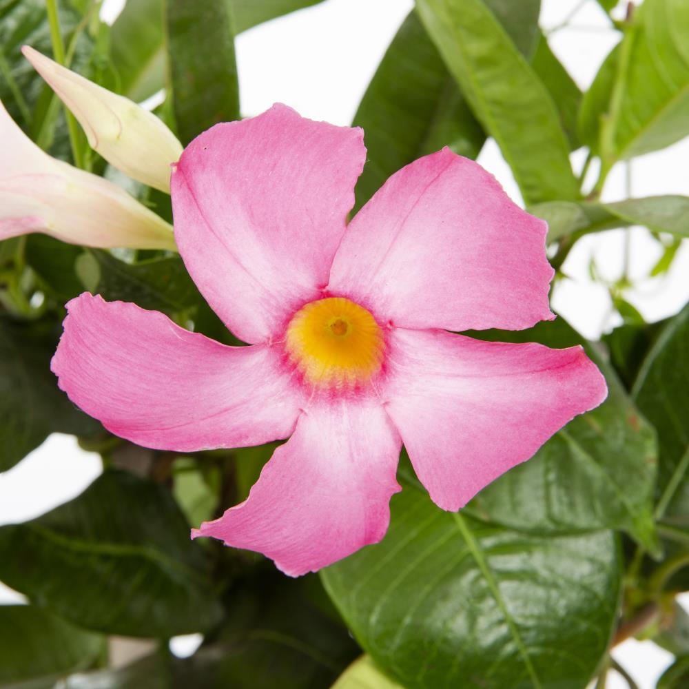 Tropic Escape 2-Gallon in Pot Mandevilla (L10440) in the Vines department  at