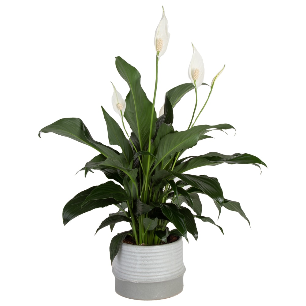 Costa Farms White Spathiphyllum Peace Lily House Plant in 6-in Pot at ...