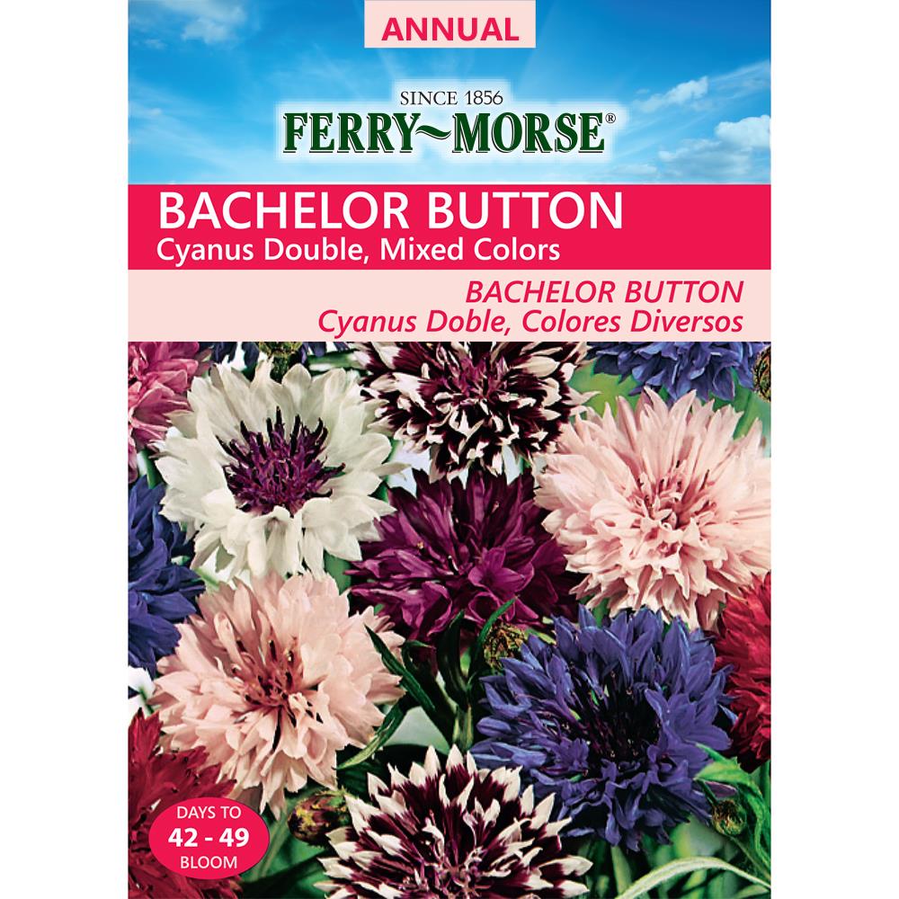 Cyanus Bachelor Button Double Mixed Colors Seeds from Ferry-Morse Seeds