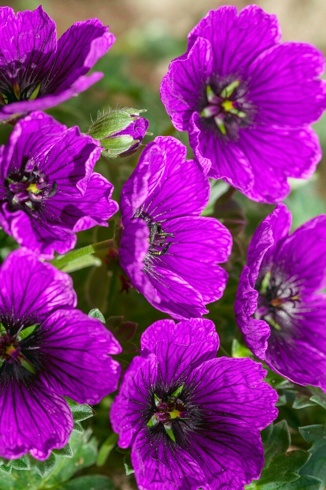 Spring Hill Nurseries 77114 perennials - View #4